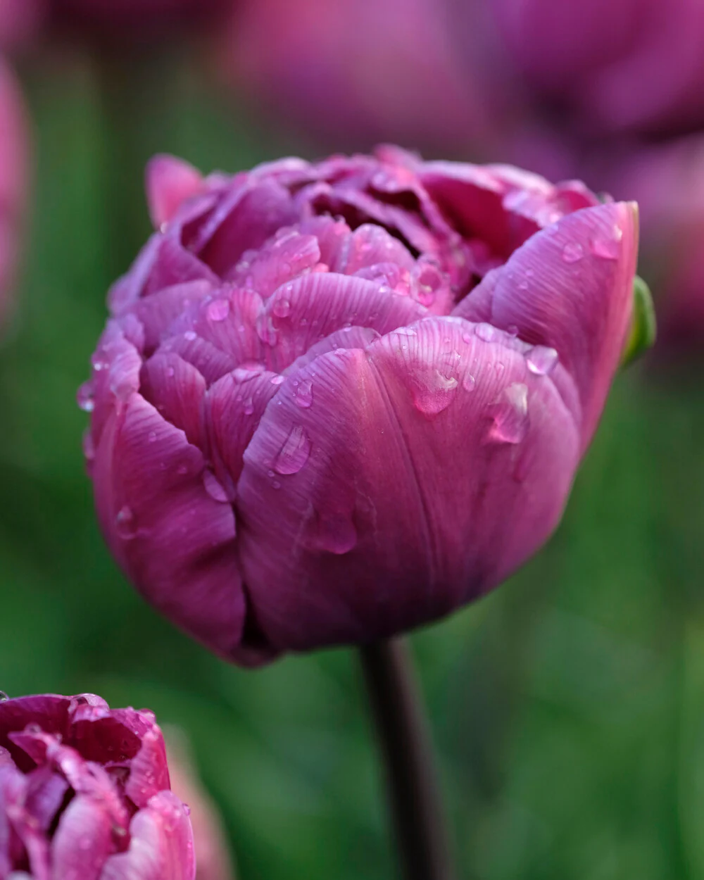 Tulip 'Blue Diamond' - Image 3