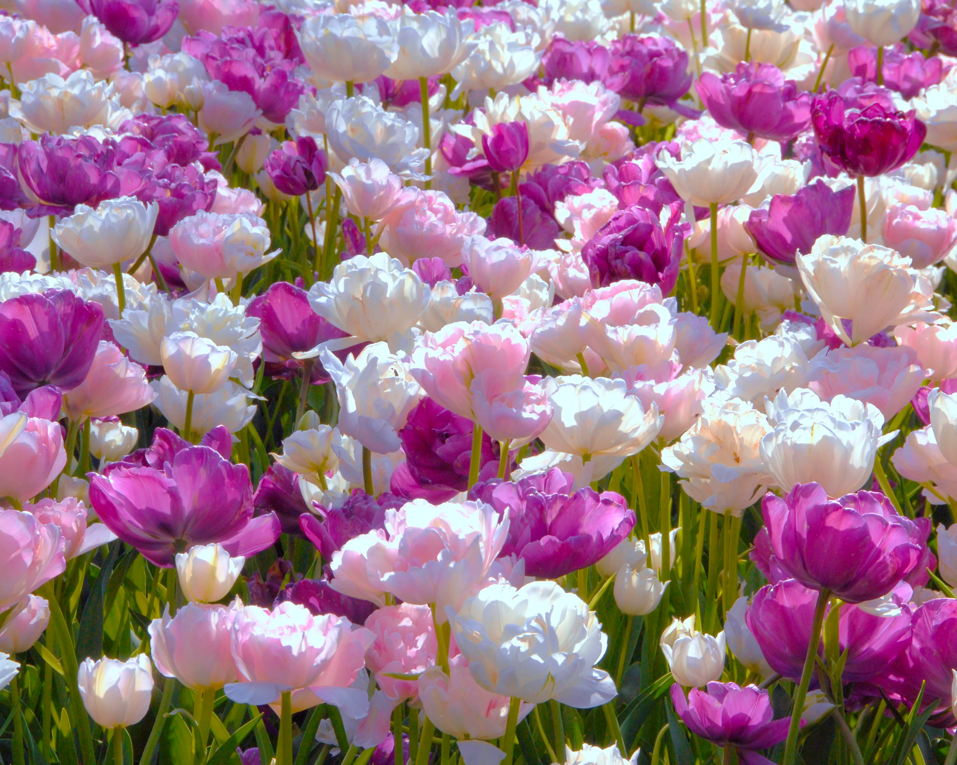 Tulip 'Blue Diamond' - Image 5