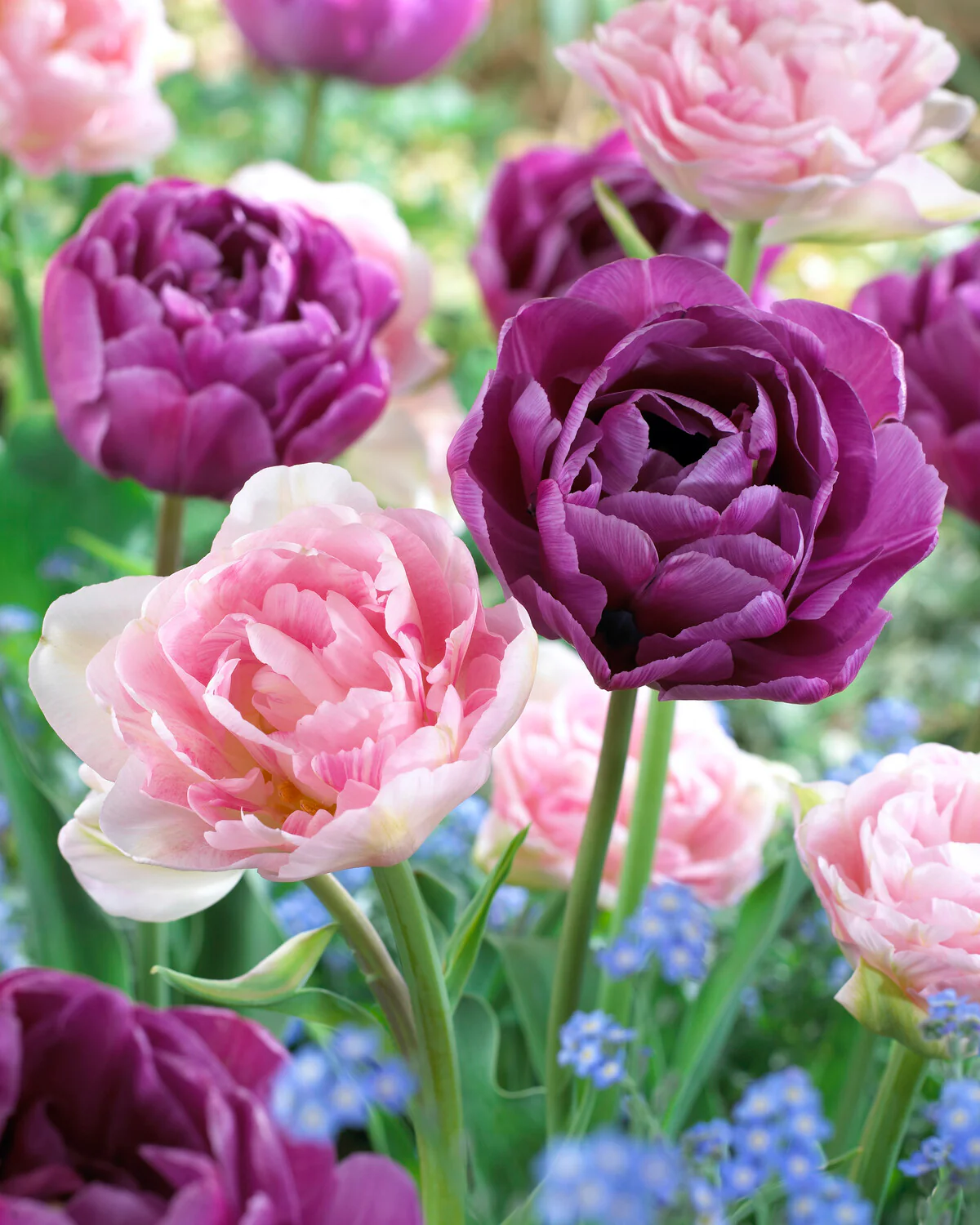 Tulip 'Blue Diamond' - Image 7