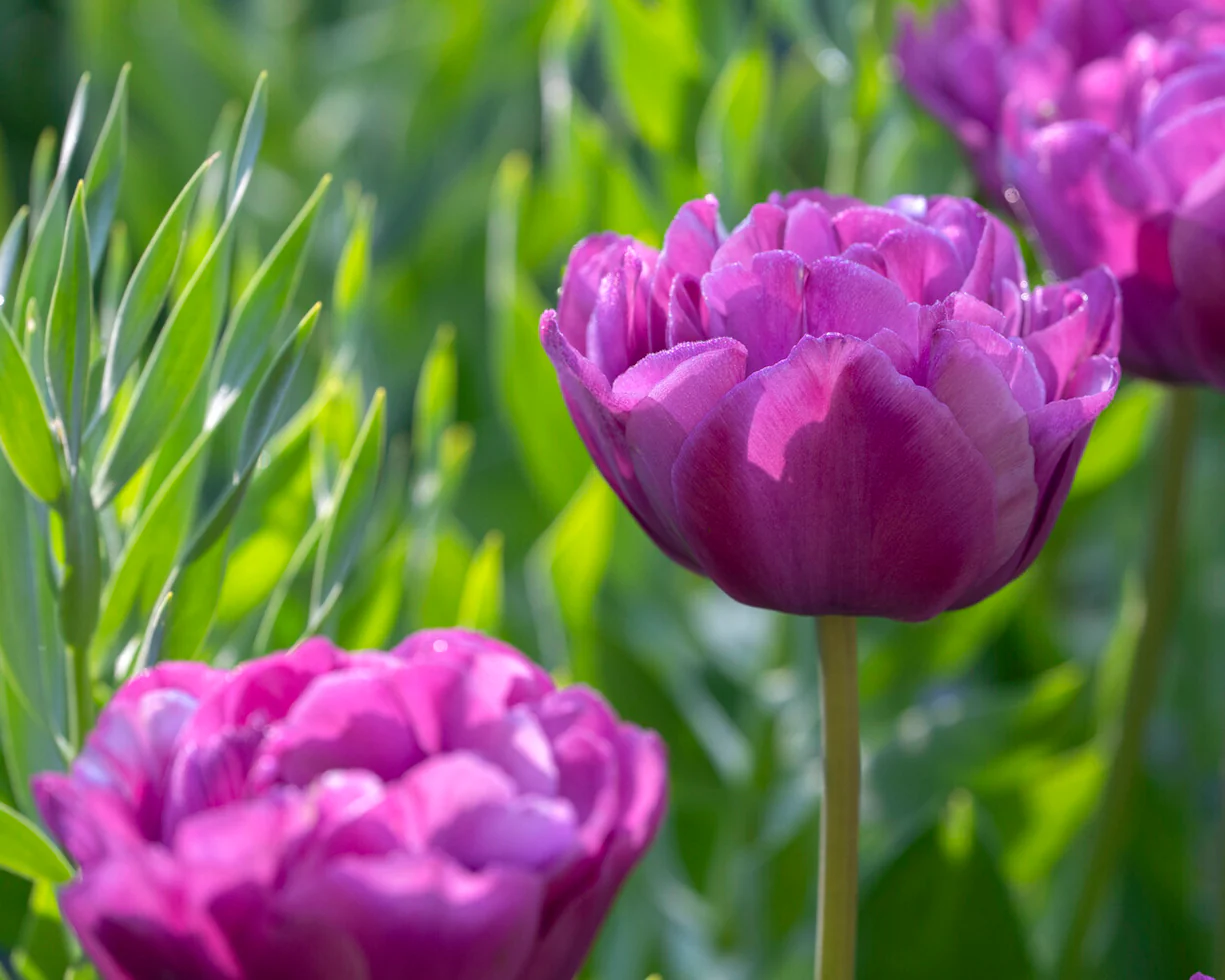 Tulip 'Blue Diamond' - Image 8