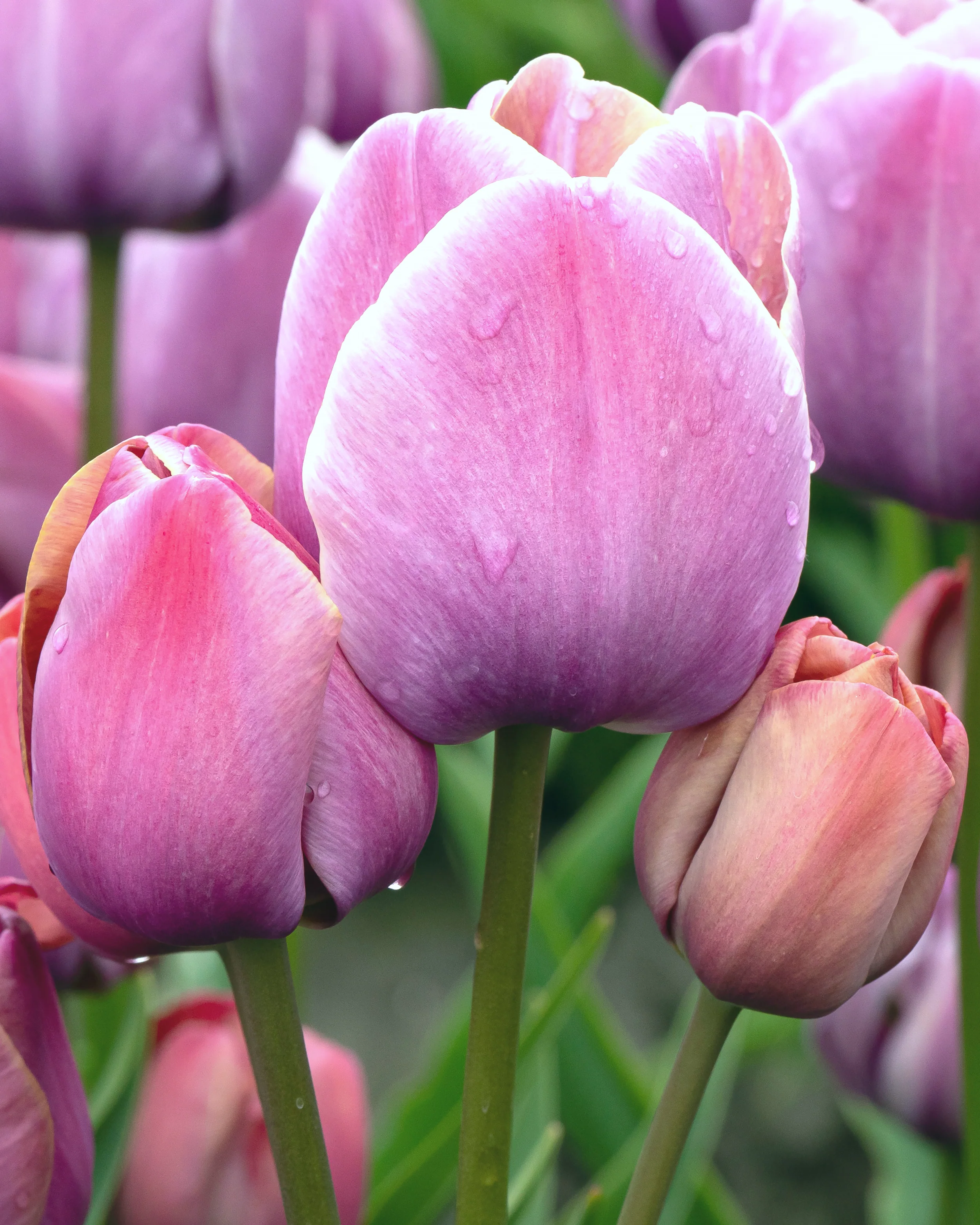 Tulip 'Blue Heaven' - Image 2
