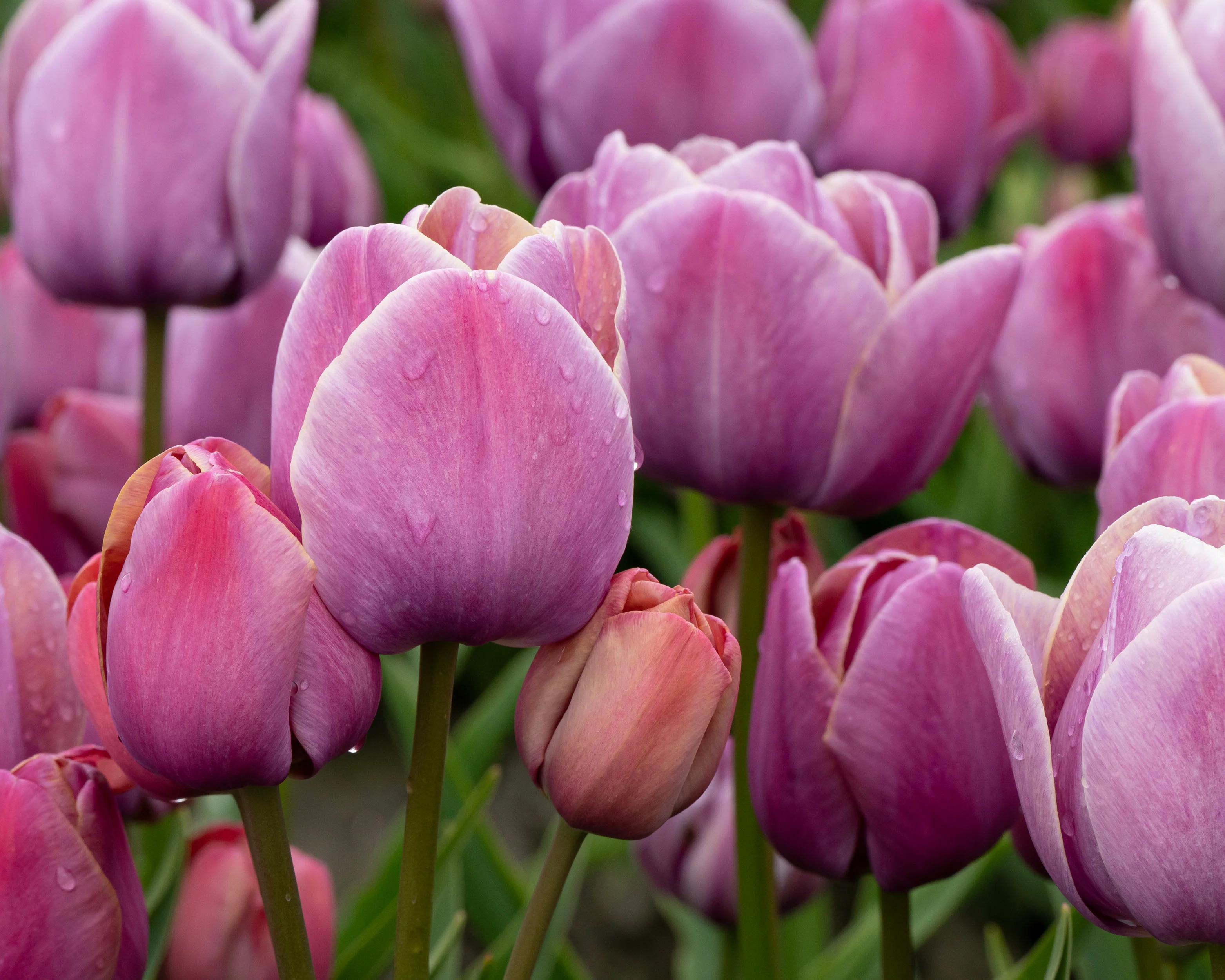 Tulip 'Blue Heaven' - Image 6