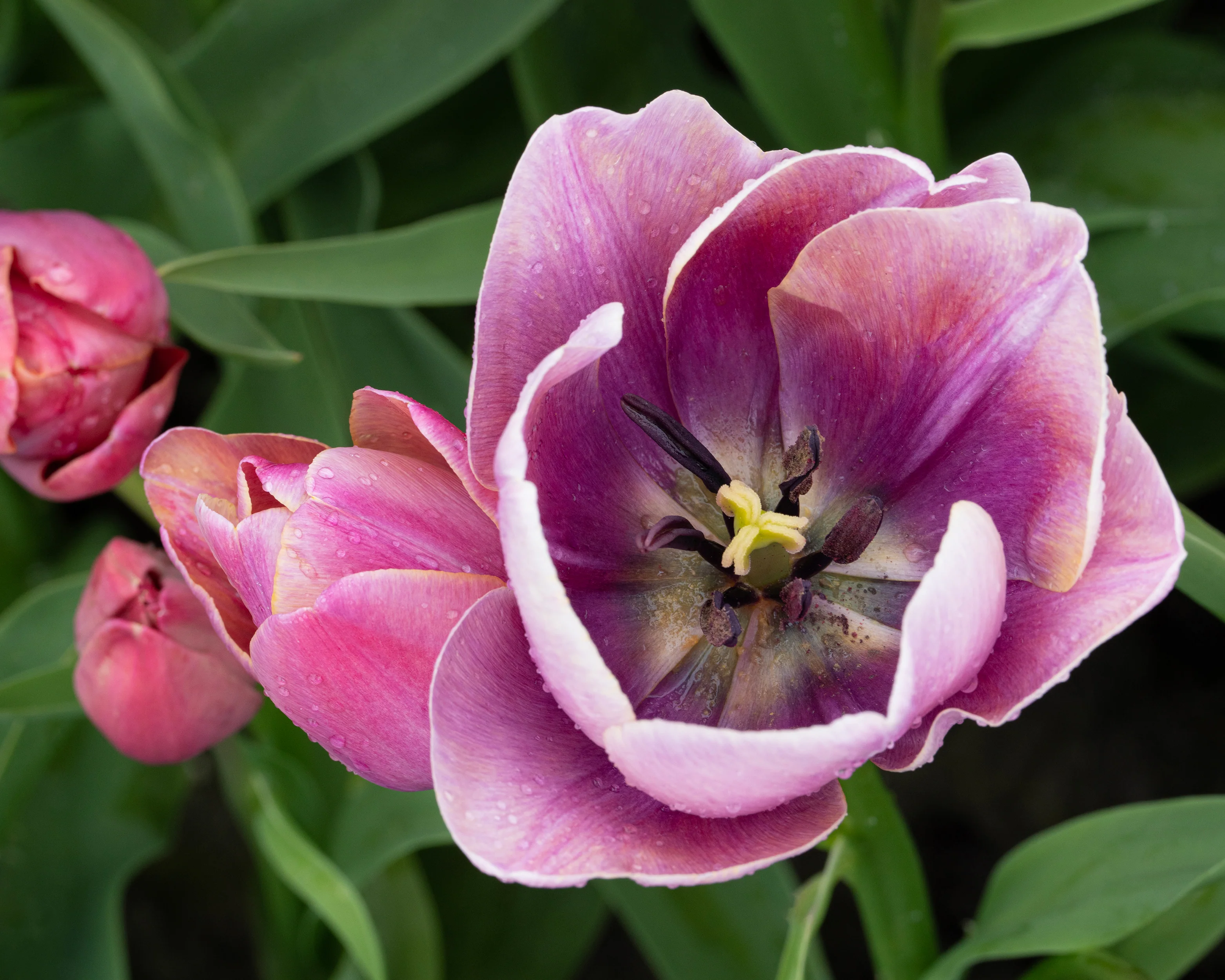 Tulip 'Blue Heaven' - Image 9