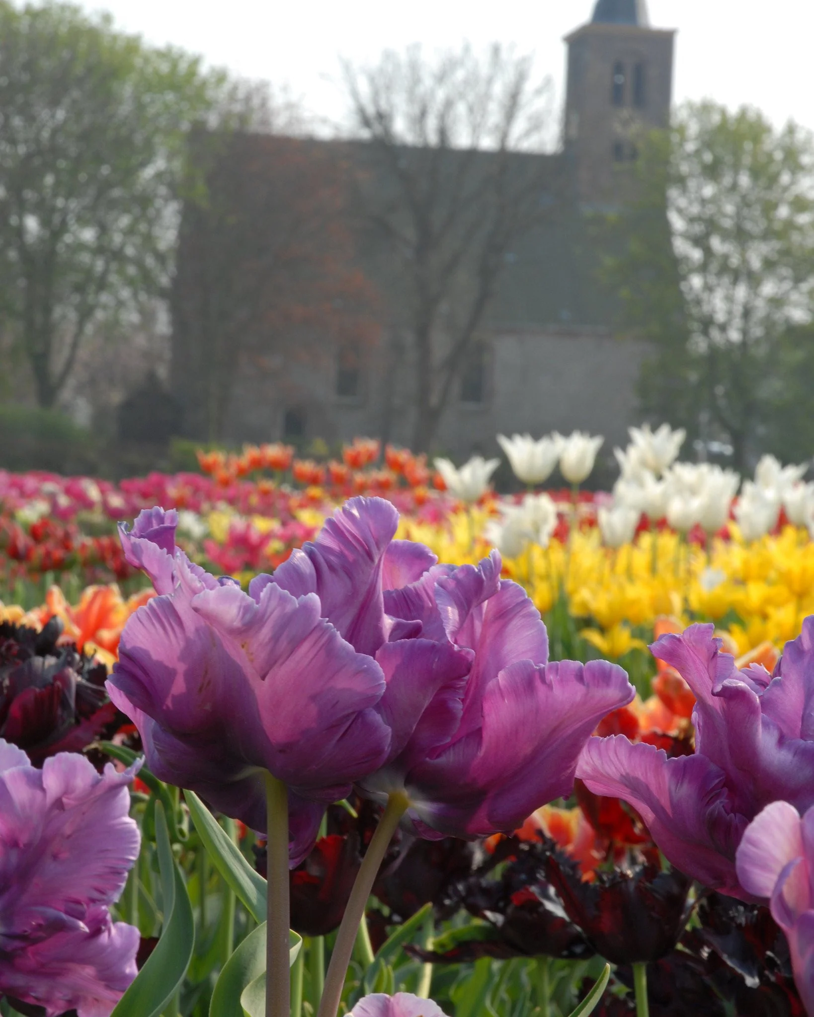 Tulip 'Blue Parrot' - Image 2