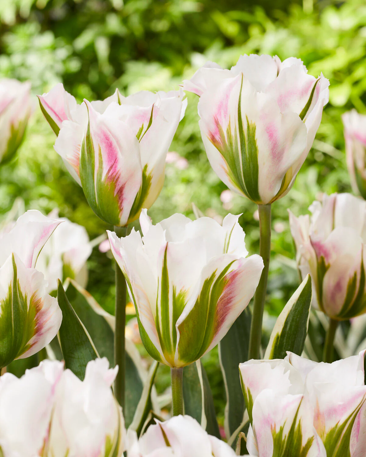 Tulip 'Blushing Artist' - Image 2