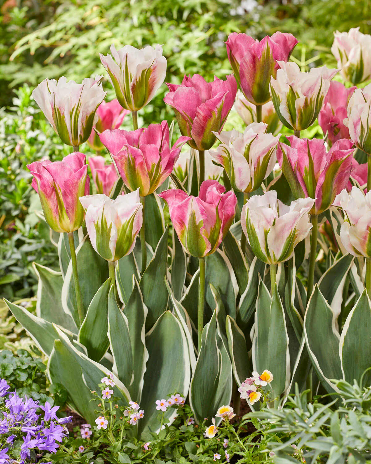 Tulip 'Blushing Artist' - Image 4