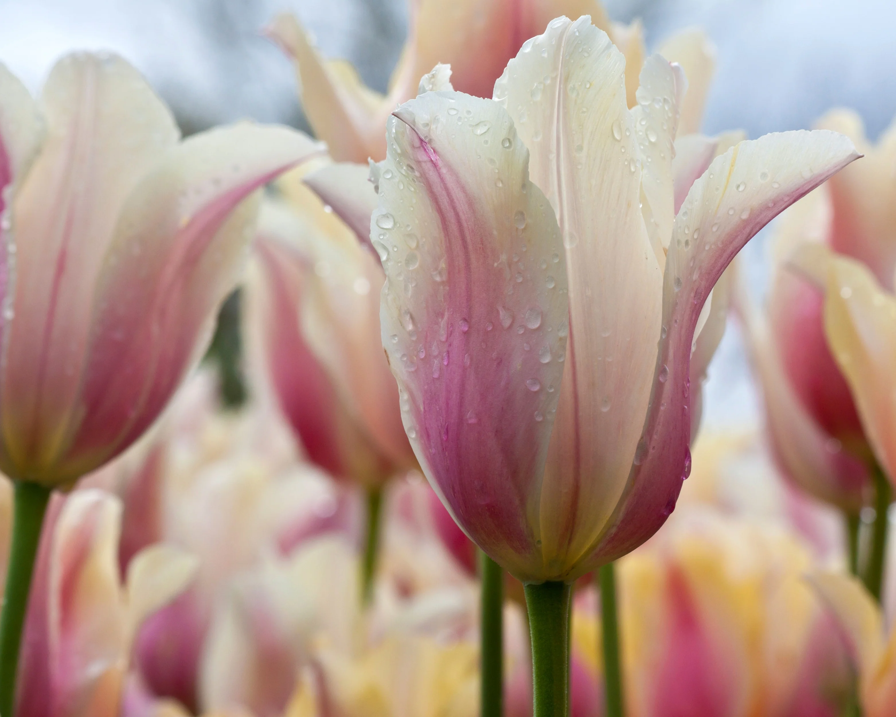 Tulip 'Blushing Beauty' - Image 10