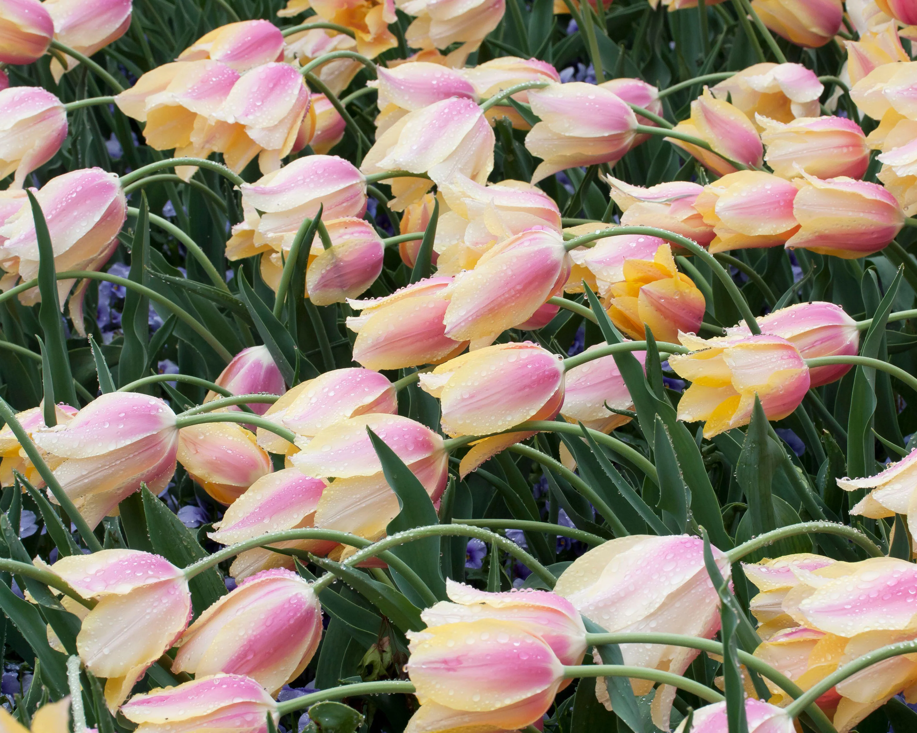 Tulip 'Blushing Beauty' - Image 11