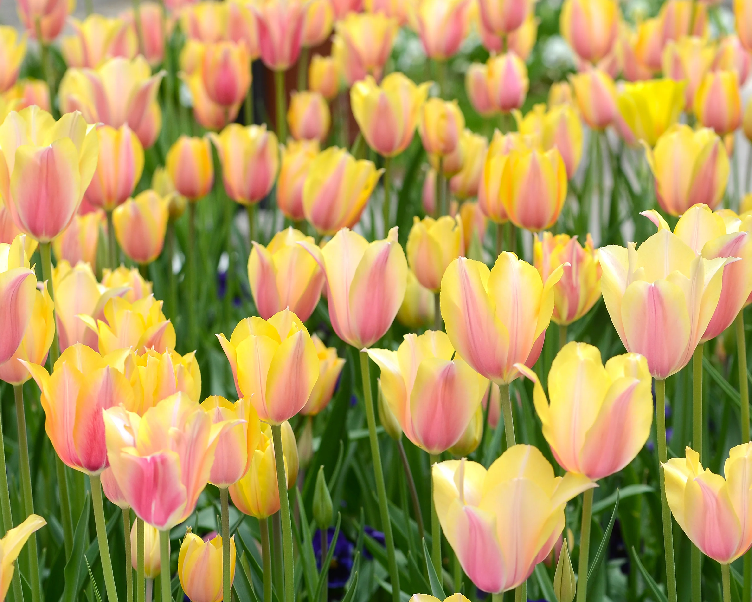 Tulip 'Blushing Beauty' - Image 2