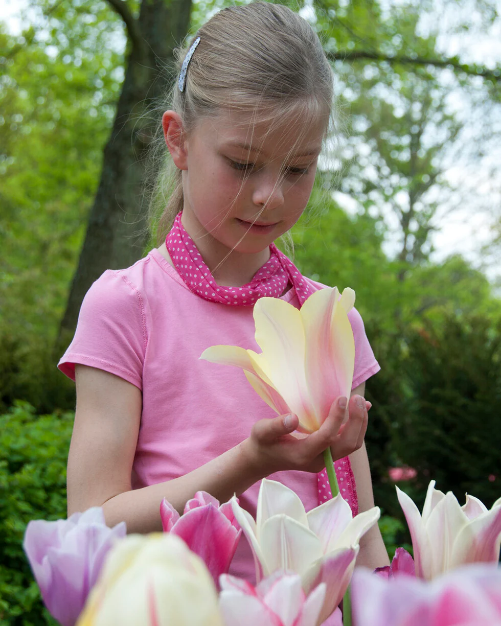 Tulip 'Blushing Beauty' - Image 4