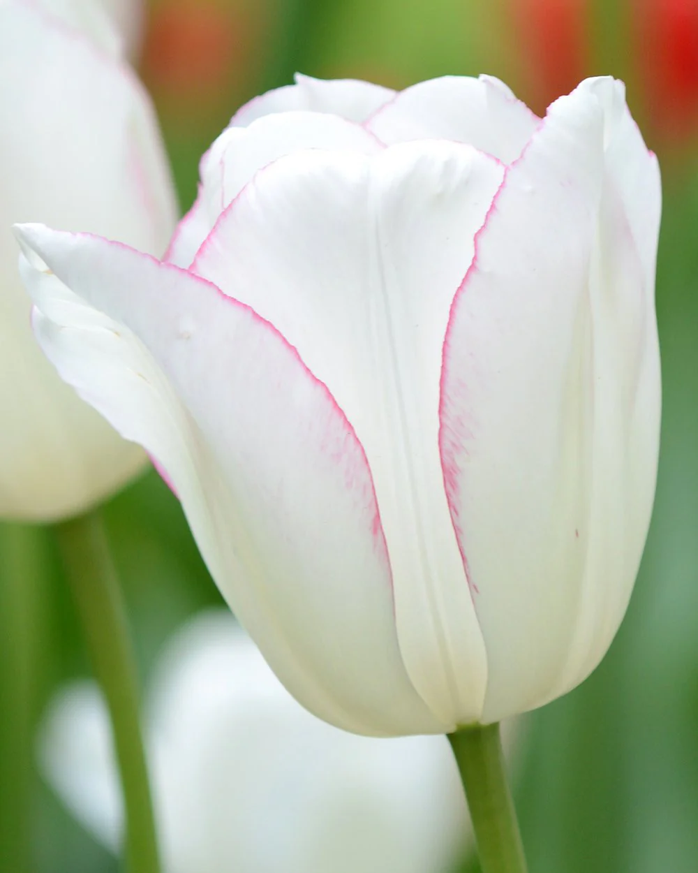 Tulip 'Blushing Girl' - Image 3