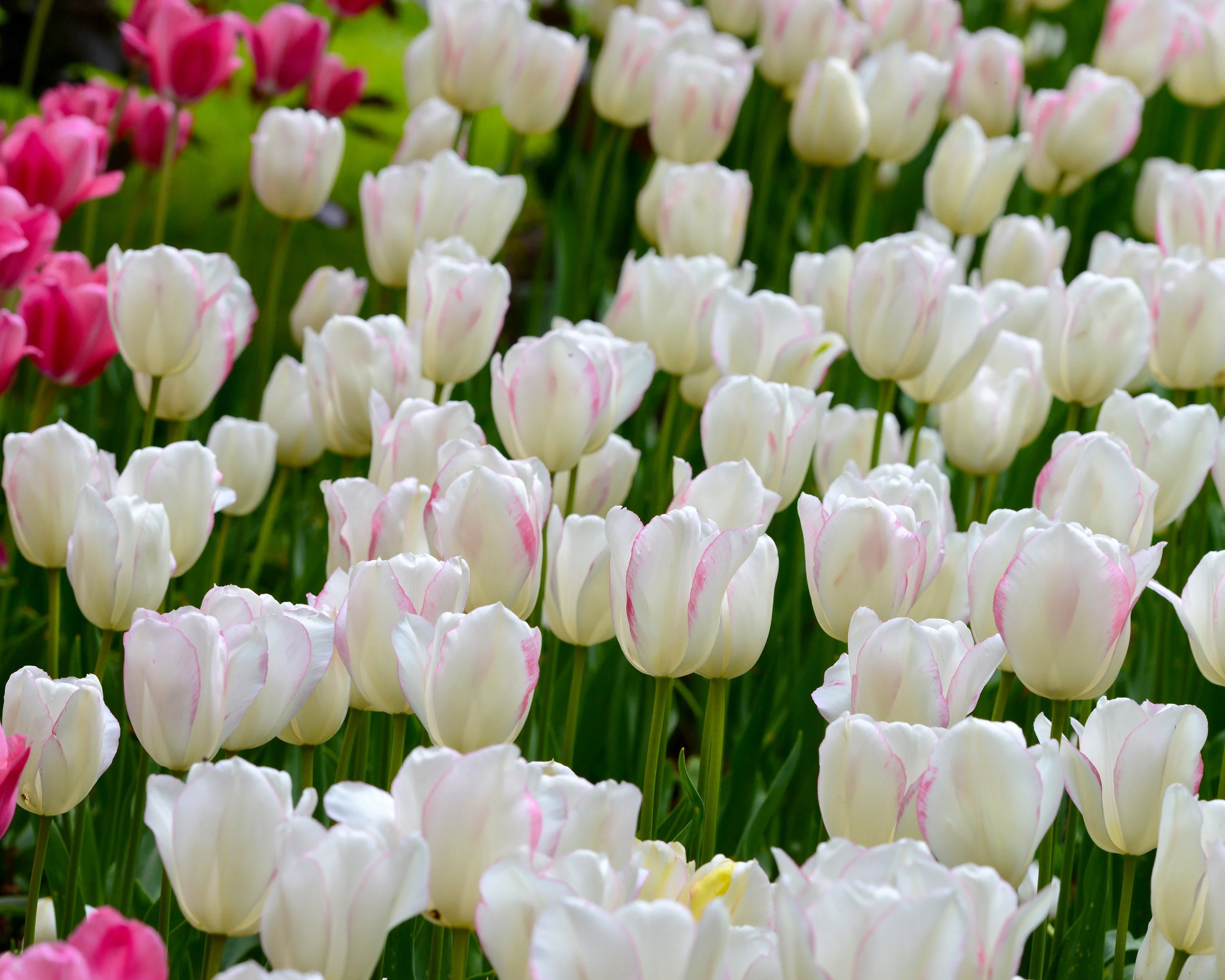 Tulip 'Blushing Girl' - Image 5