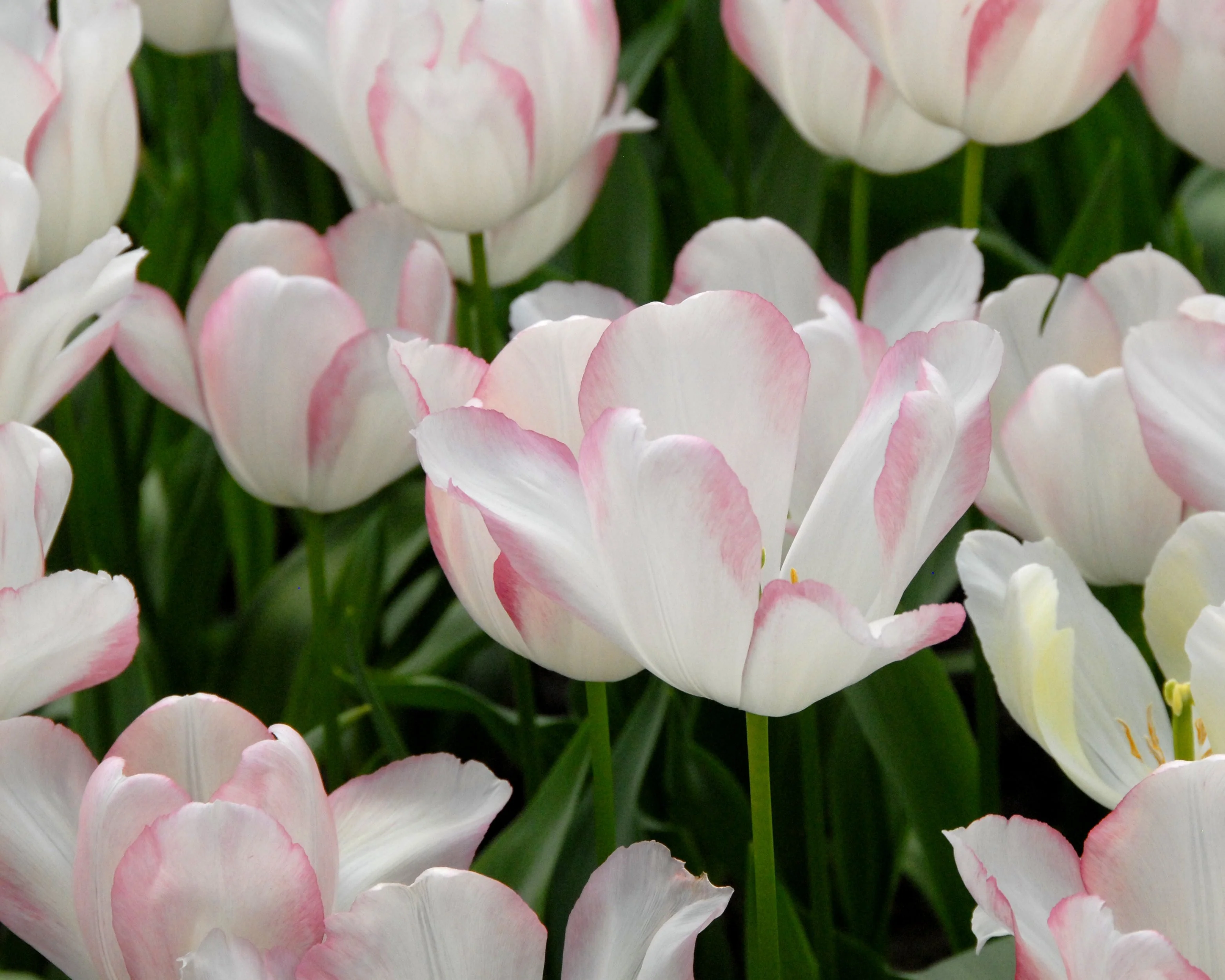 Tulip 'Blushing Girl' - Image 6