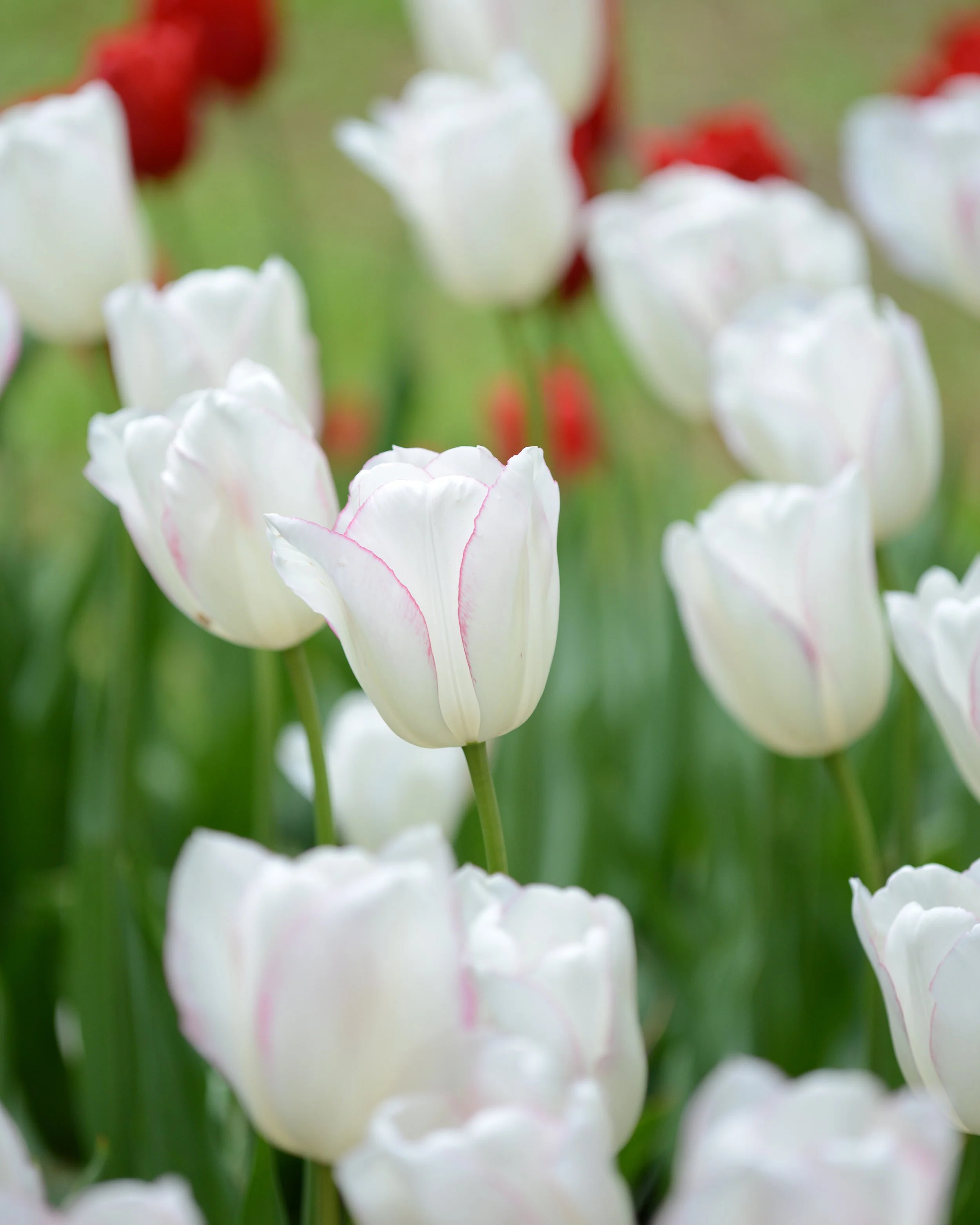 Tulip 'Blushing Girl' - Image 7