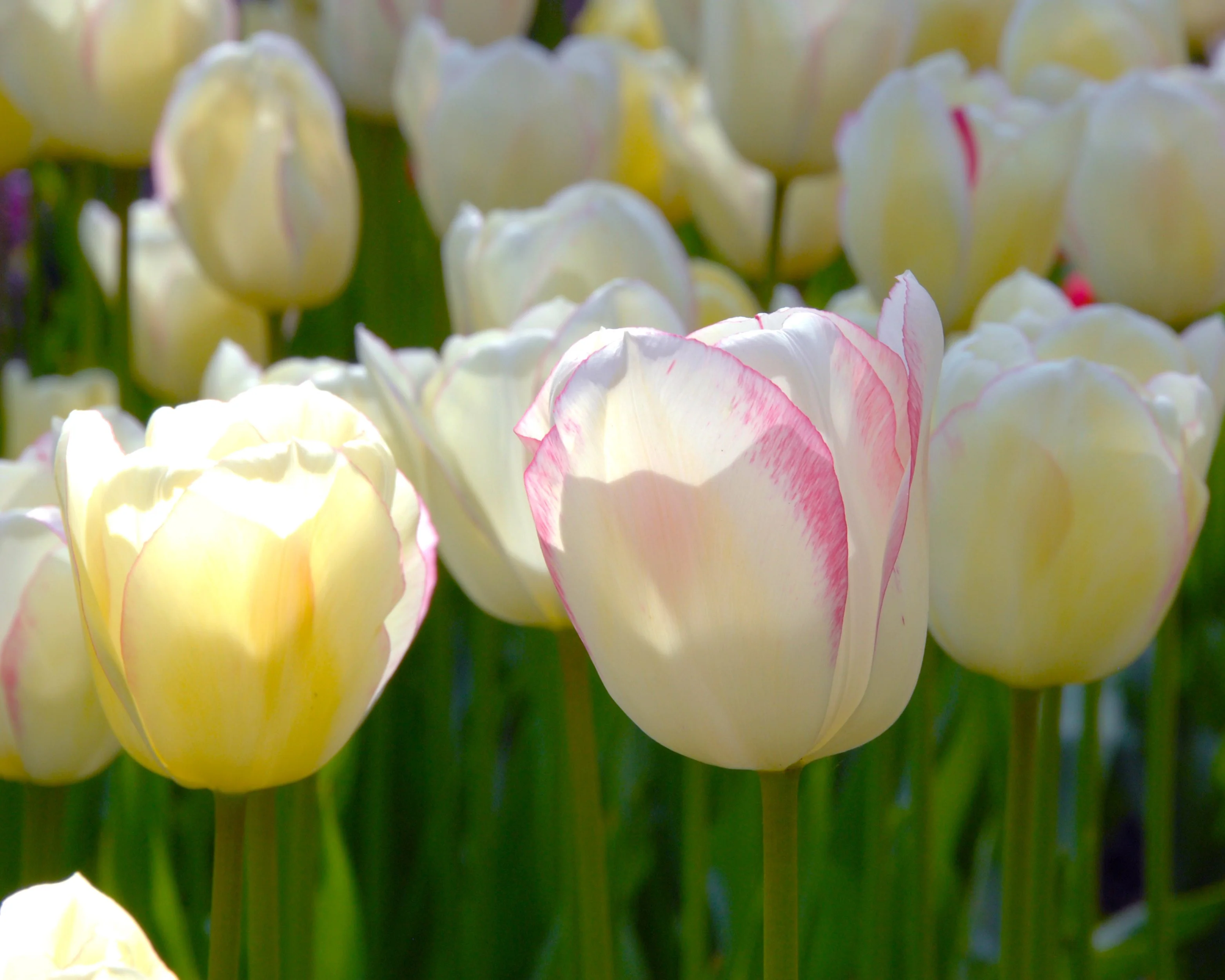 Tulip 'Blushing Girl' - Image 8