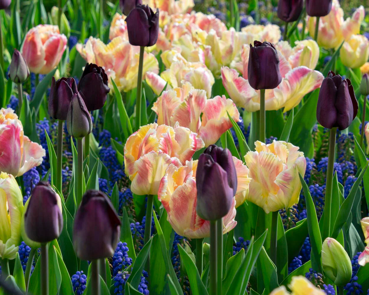 Tulip 'Blushing Parrot' - Image 3