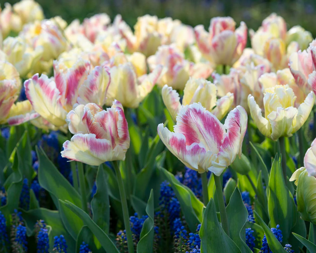 Tulip 'Blushing Parrot' - Image 4