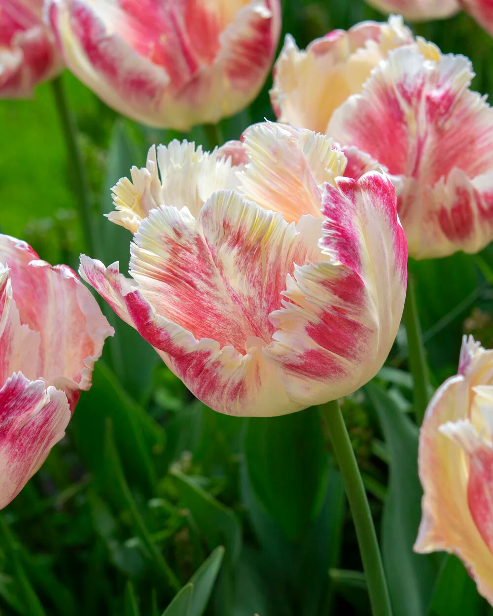 Tulip 'Blushing Parrot' - Image 5