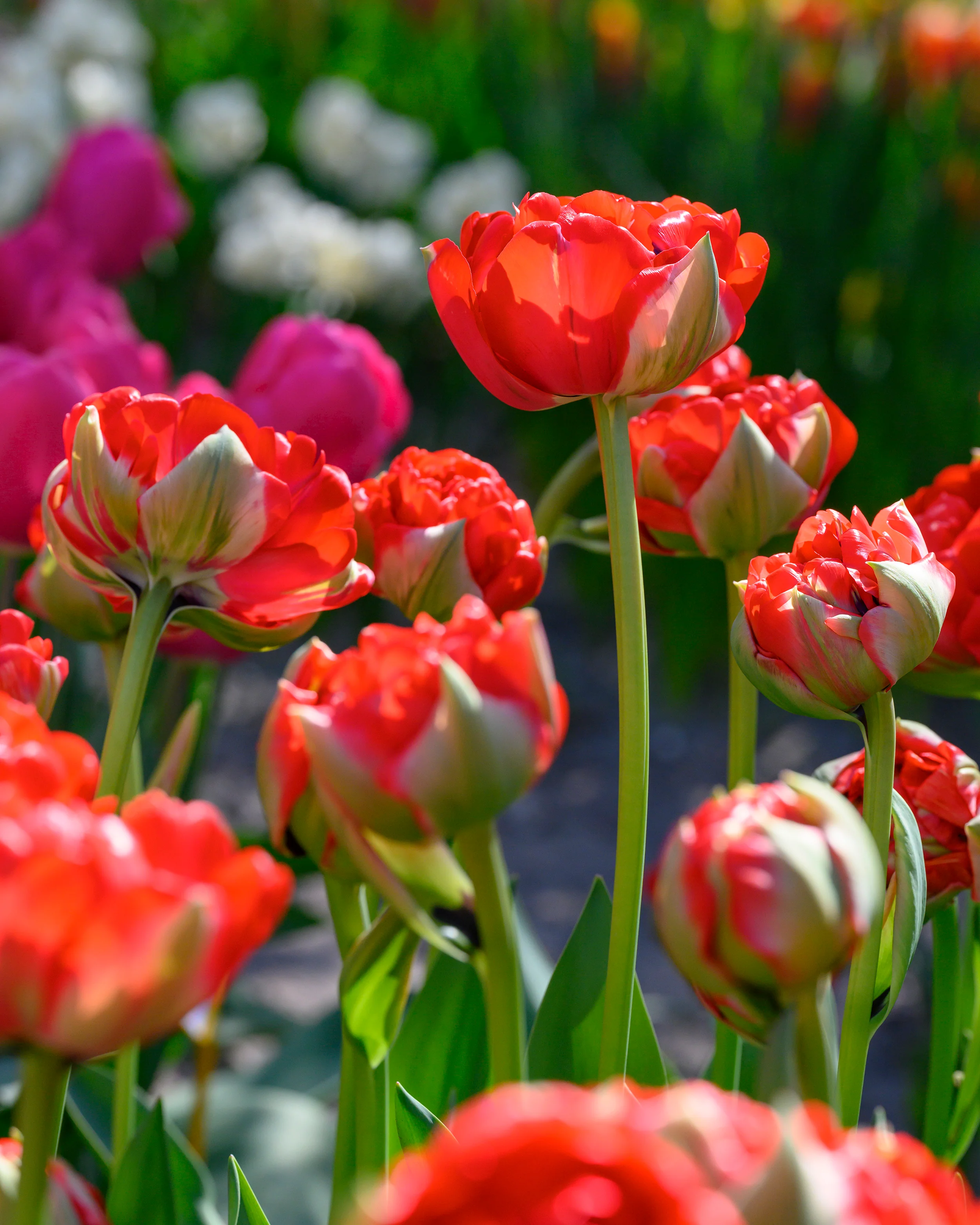 Tulip 'Bombastic Red' - Image 2