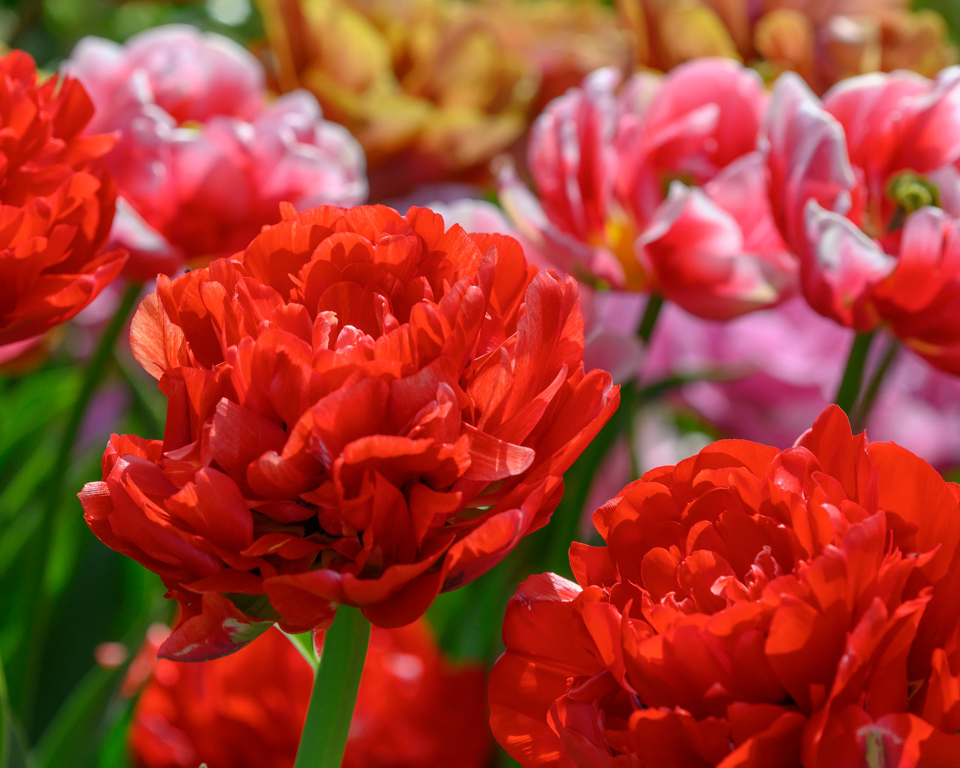 Tulip 'Bombastic Red' - Image 3