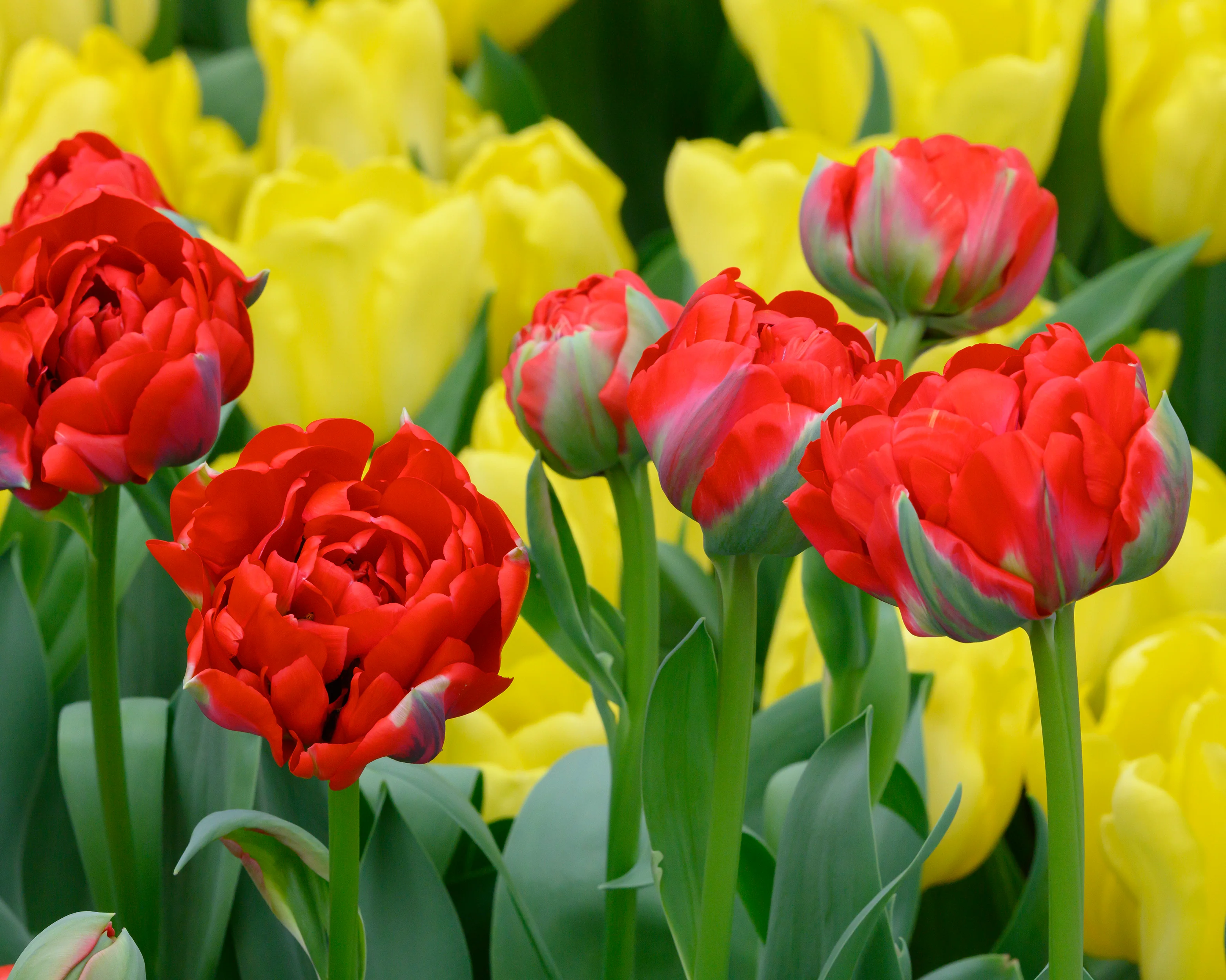 Tulip 'Bombastic Red' - Image 5