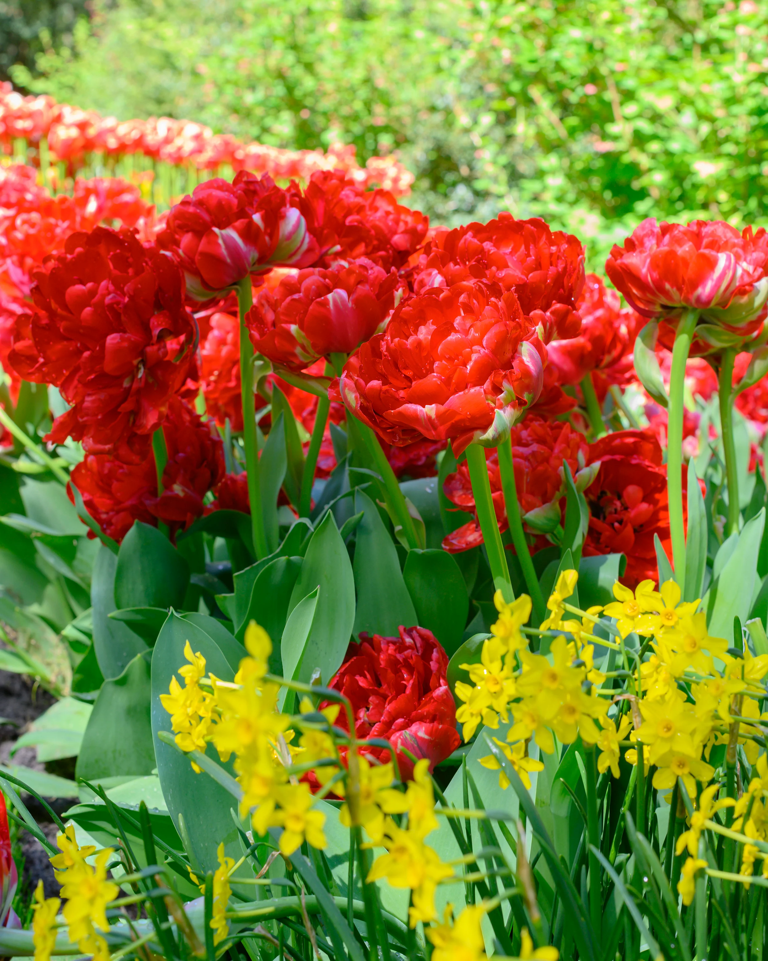 Tulip 'Bombastic Red' - Image 7