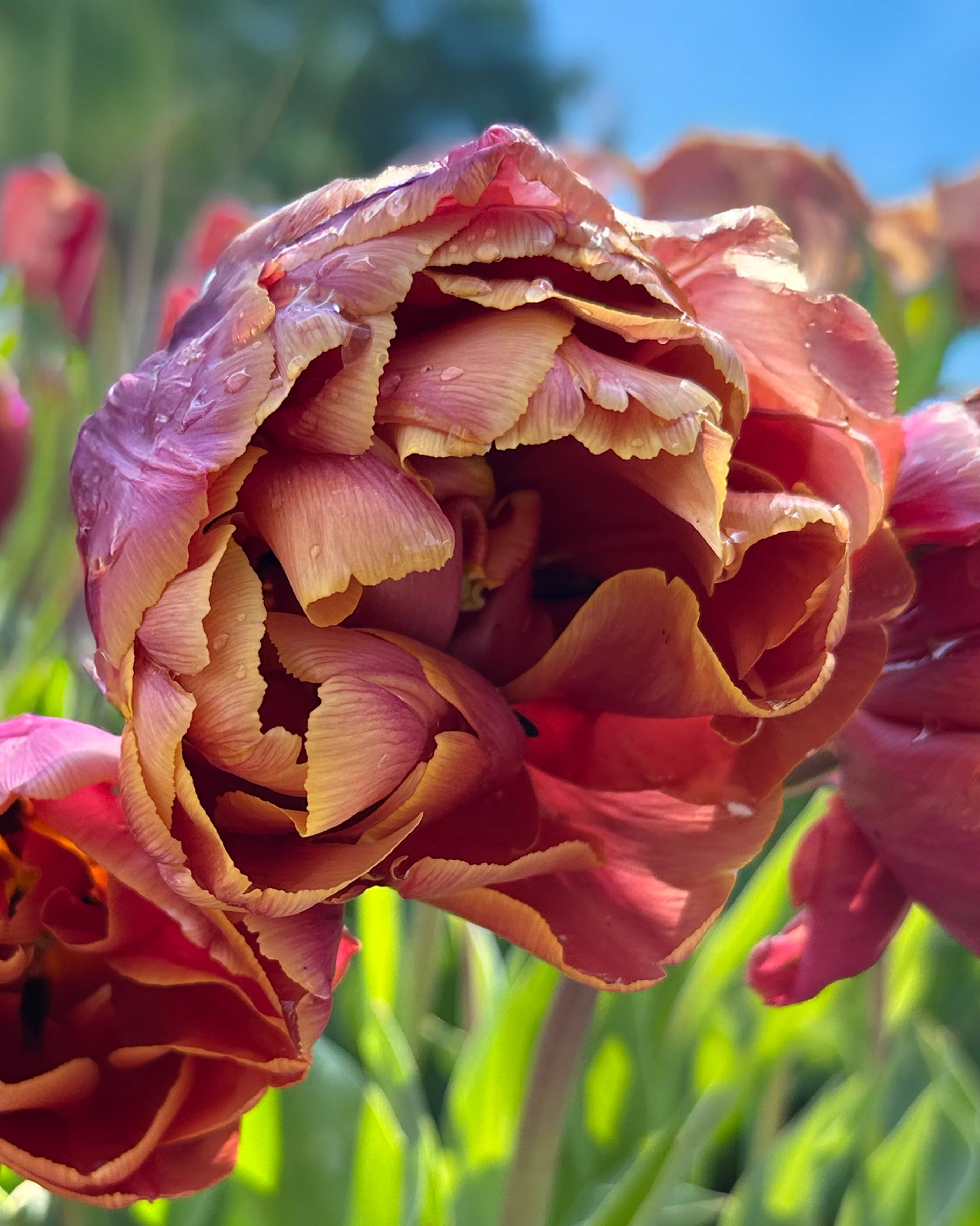Tulip 'Brasil' - Image 5