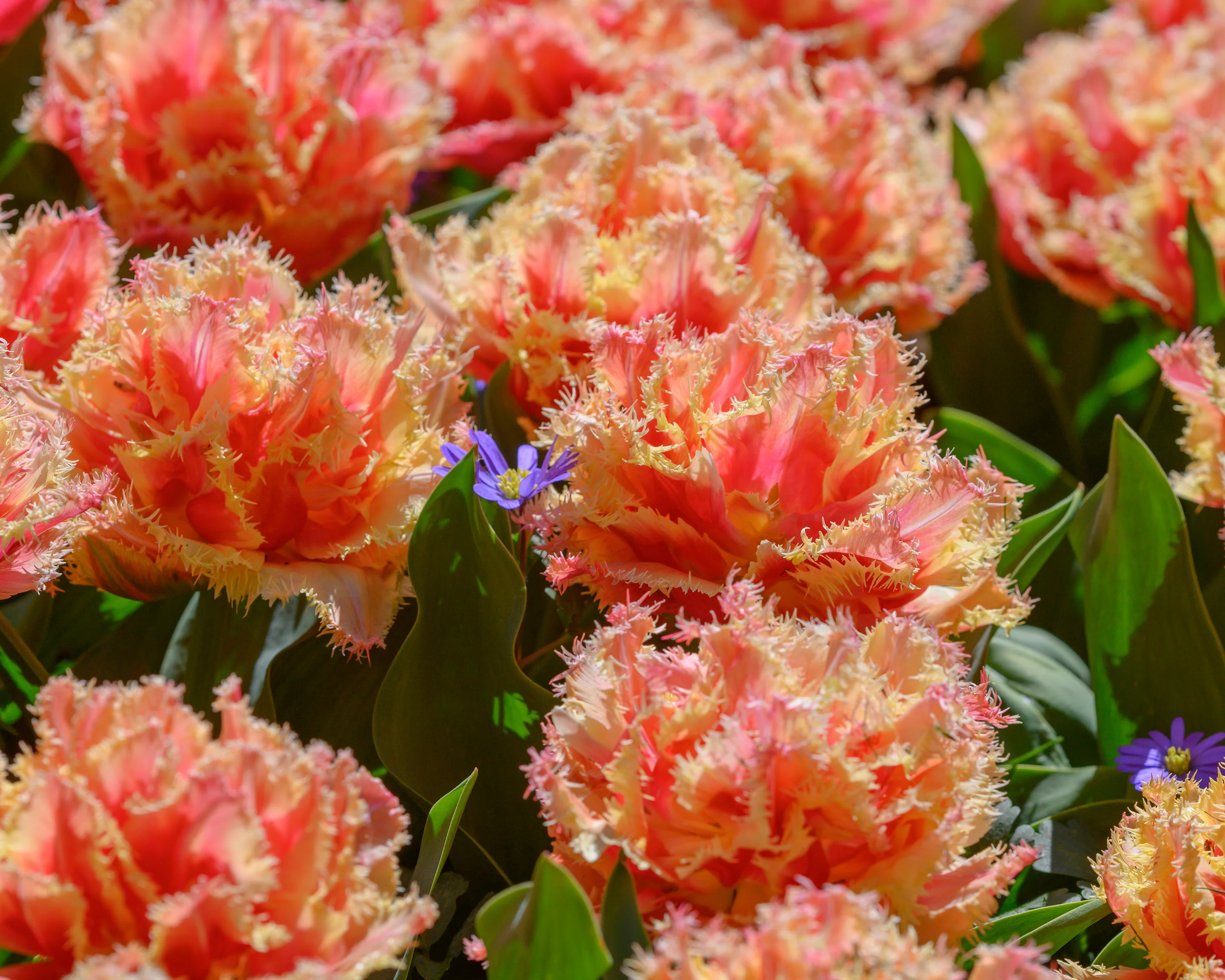 Tulip 'Brisbane' - Image 14