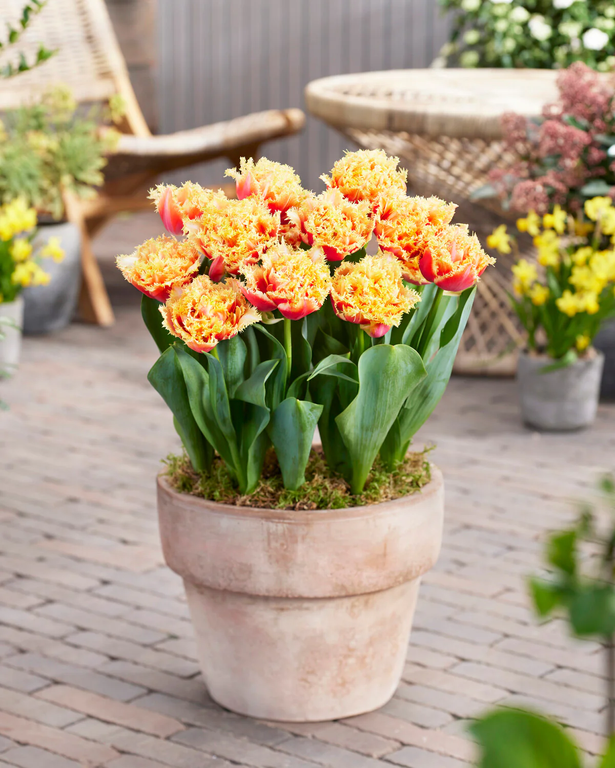 Tulip 'Brisbane' - Image 3