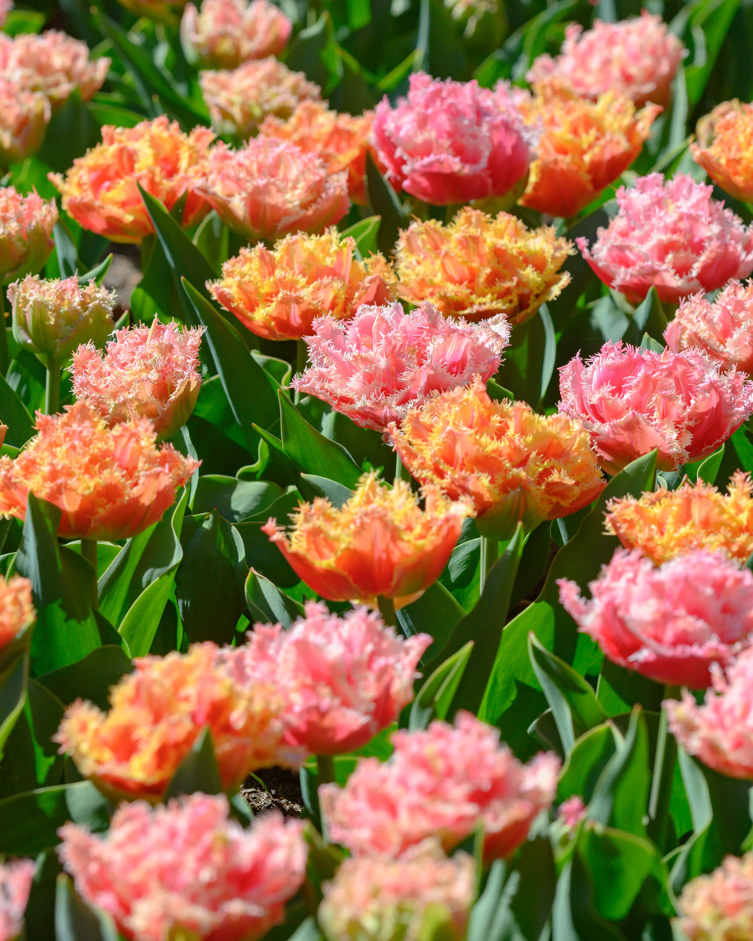 Tulip 'Brisbane' - Image 9