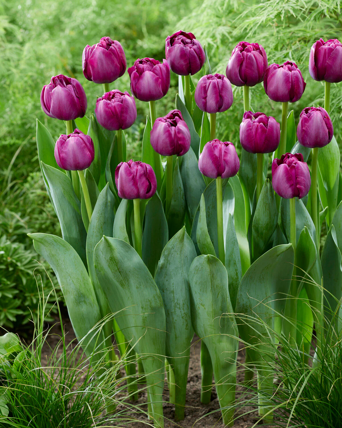 Tulip 'Brothers in Arms' - Image 2