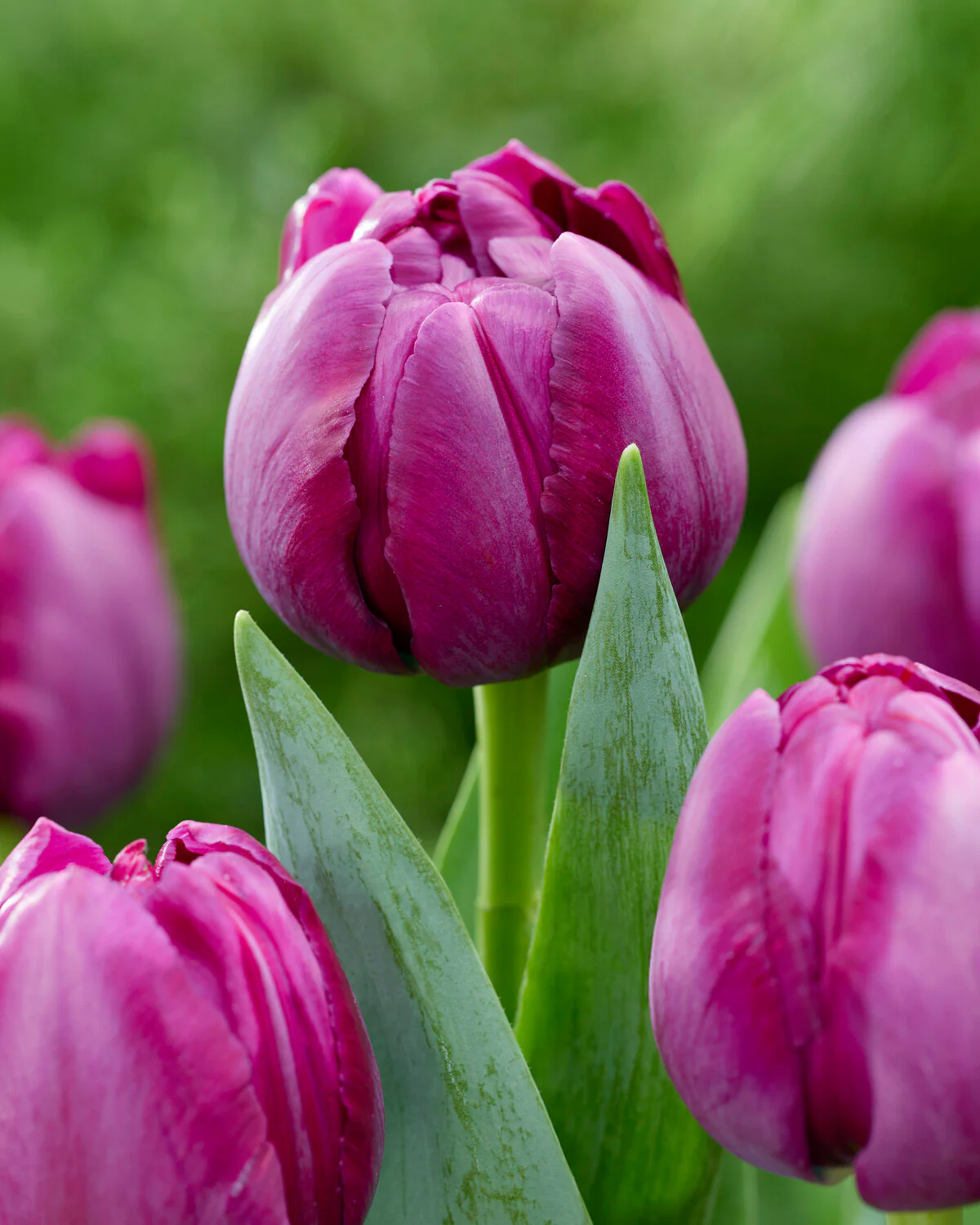 Tulip 'Brothers in Arms' - Image 3