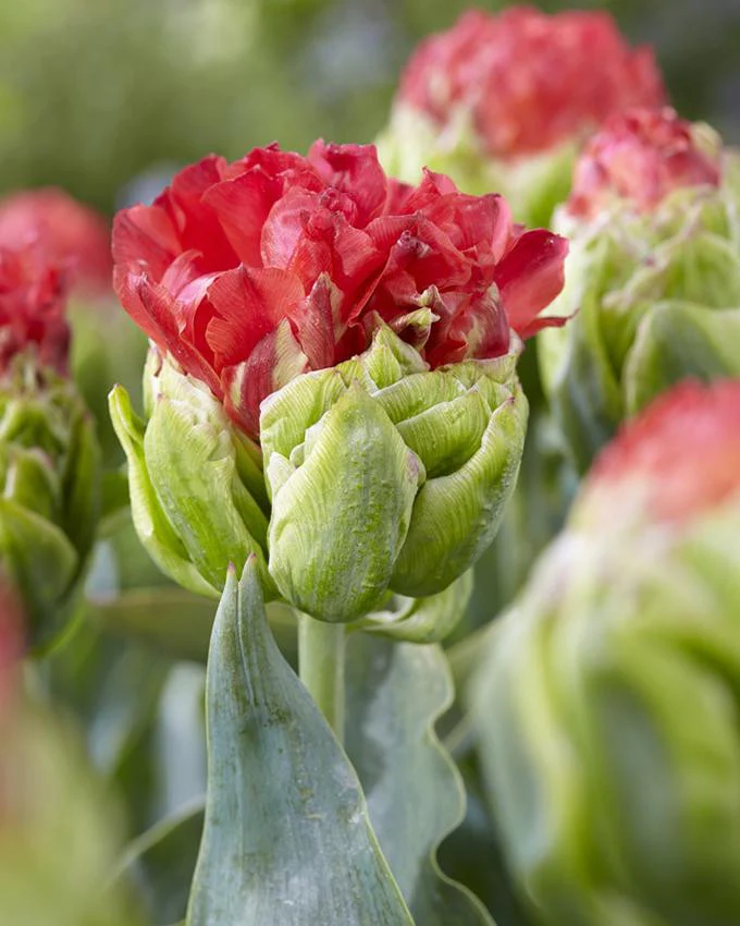 Tulip 'Bull's Eye' - Image 2
