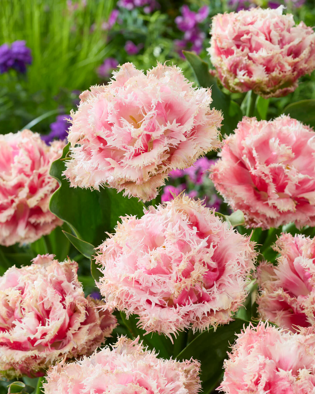 Tulip 'Byron Bay' - Image 2