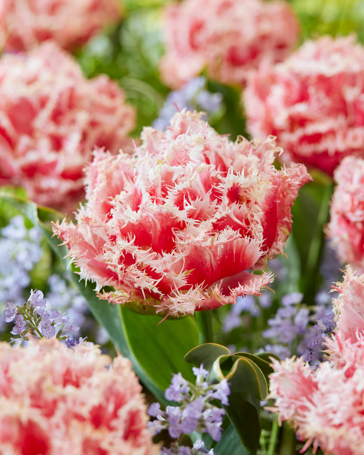 Tulip 'Byron Bay' - Image 4