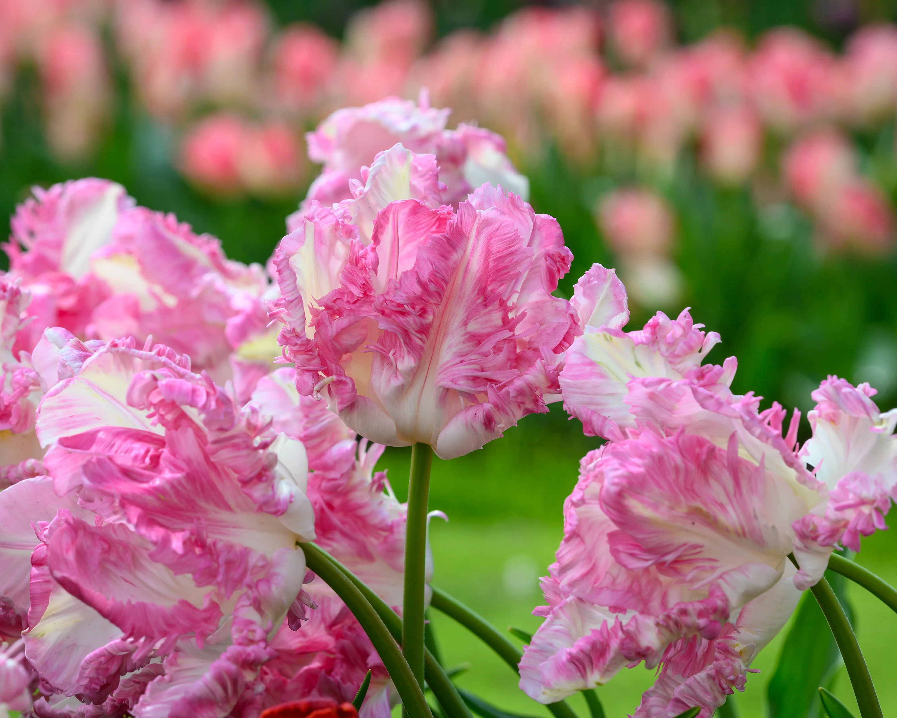 Tulip 'Cabanna' - Image 2