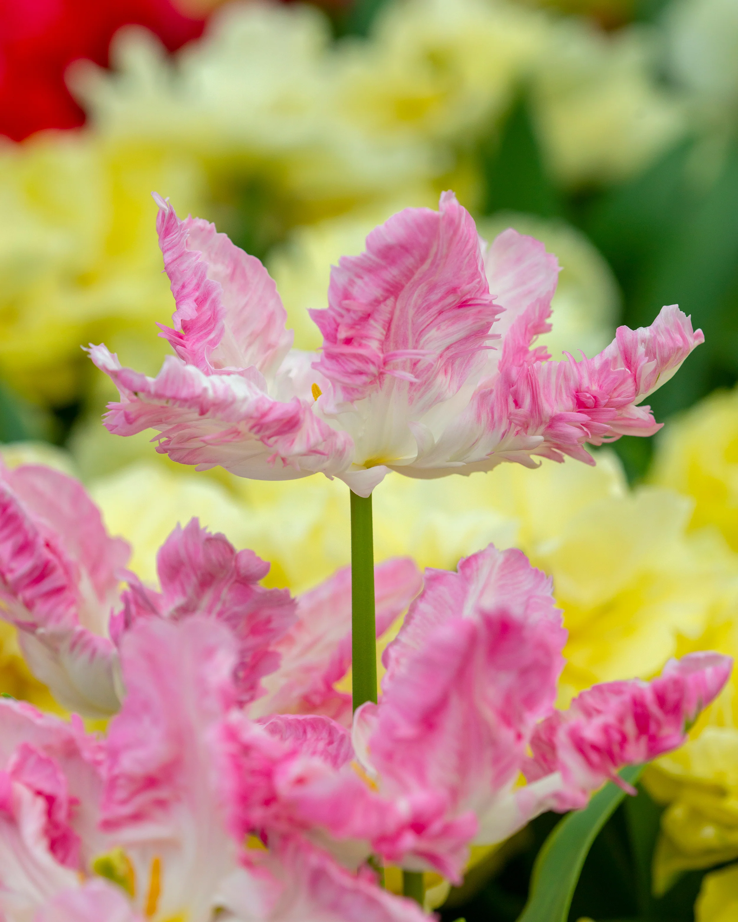Tulip 'Cabanna' - Image 3