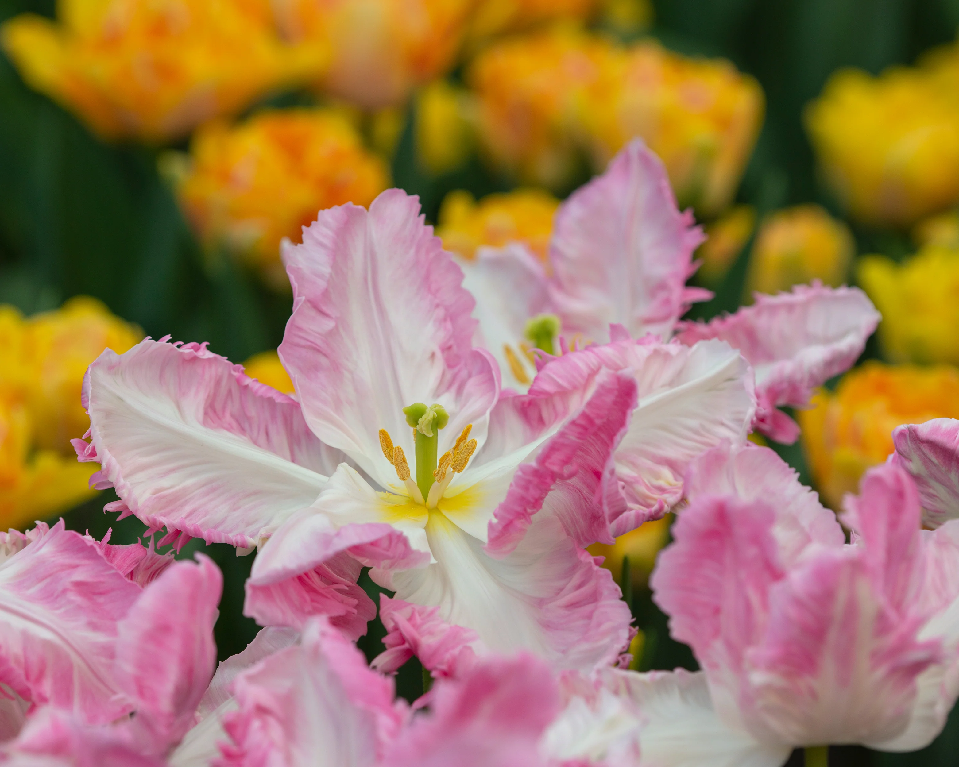 Tulip 'Cabanna' - Image 4