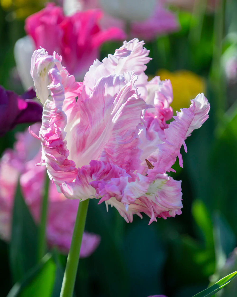 Tulip 'Cabanna' - Image 6