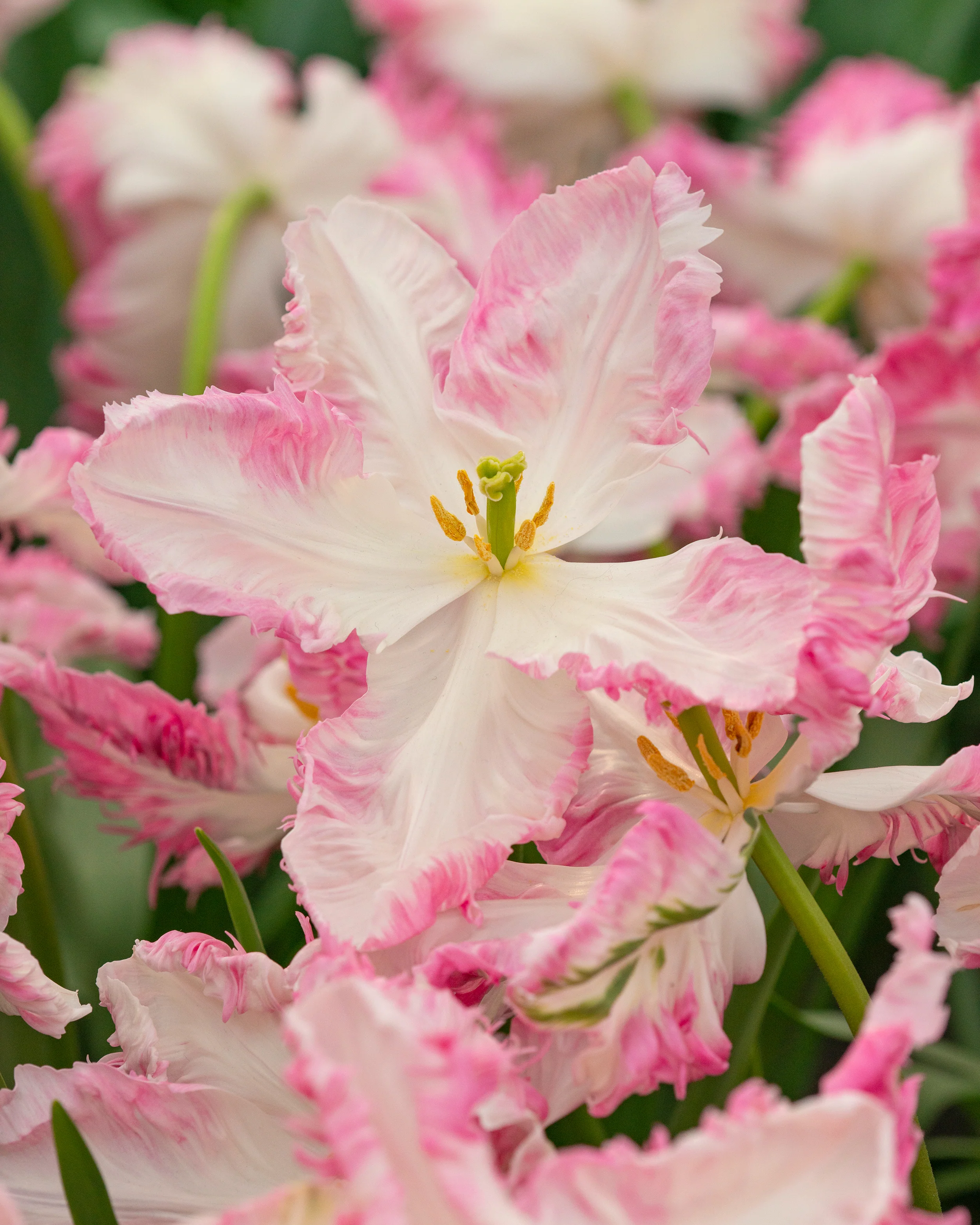 Tulip 'Cabanna' - Image 9