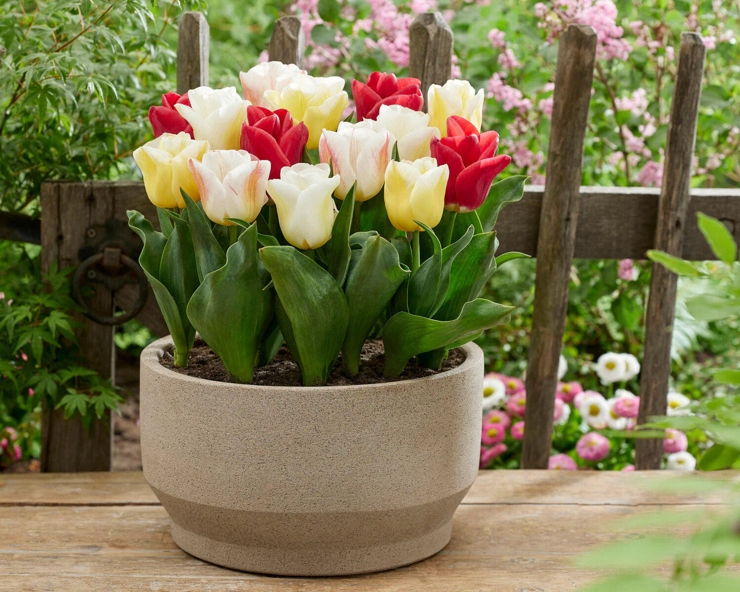 Tulip 'Calgary Blend' - Image 2