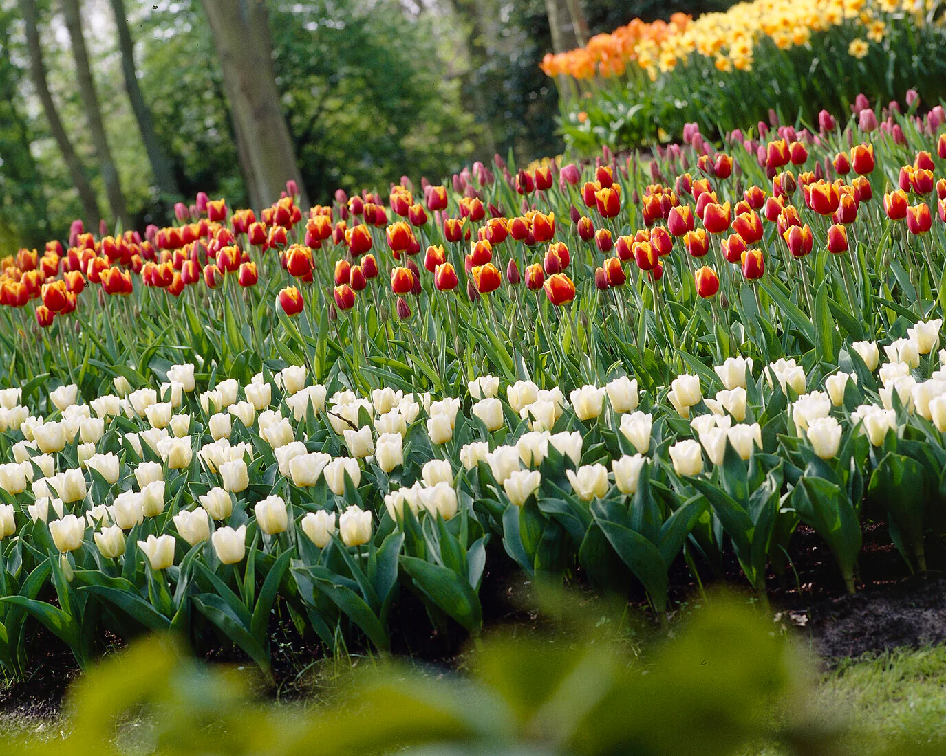Tulip 'Calgary' - Image 11