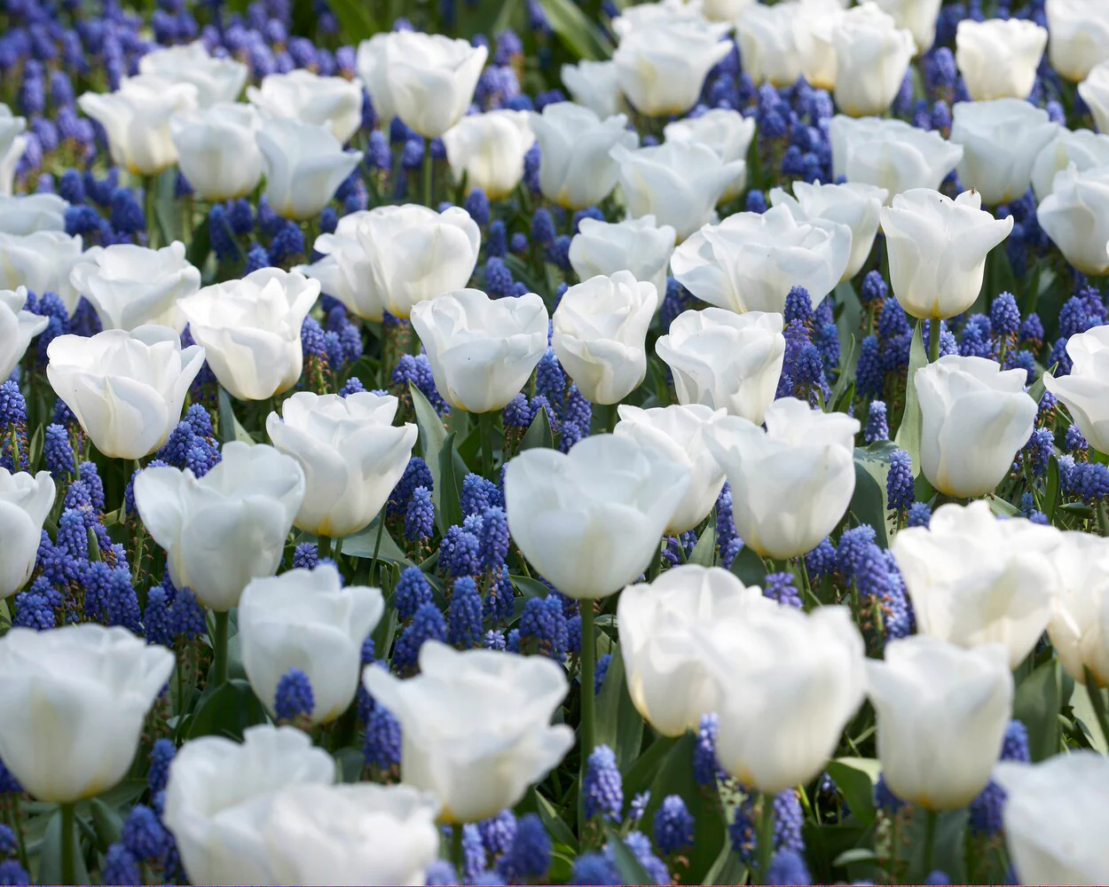Tulip 'Calgary' - Image 2
