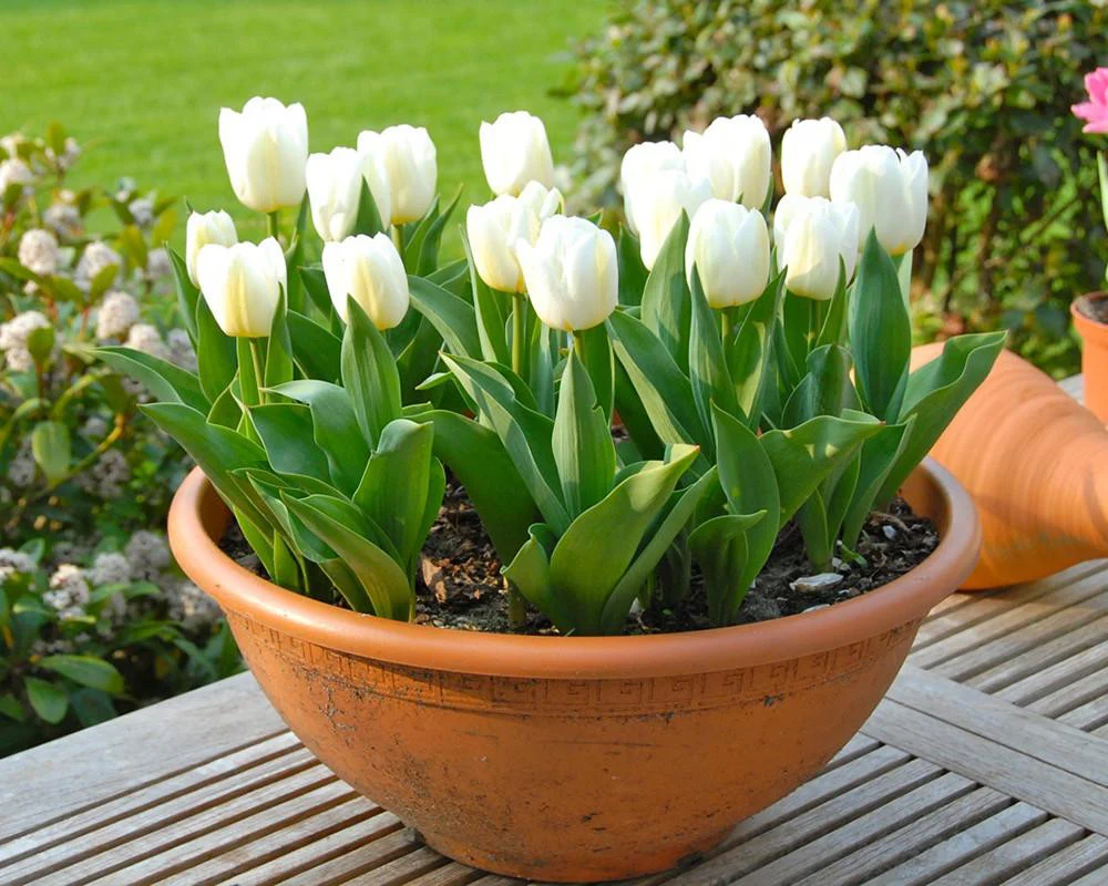 Tulip 'Calgary' - Image 5