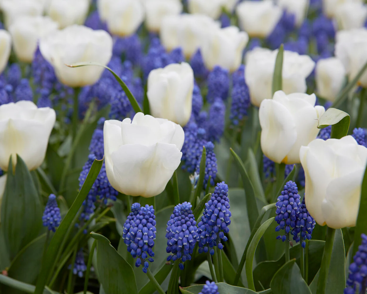 Tulip 'Calgary' - Image 8