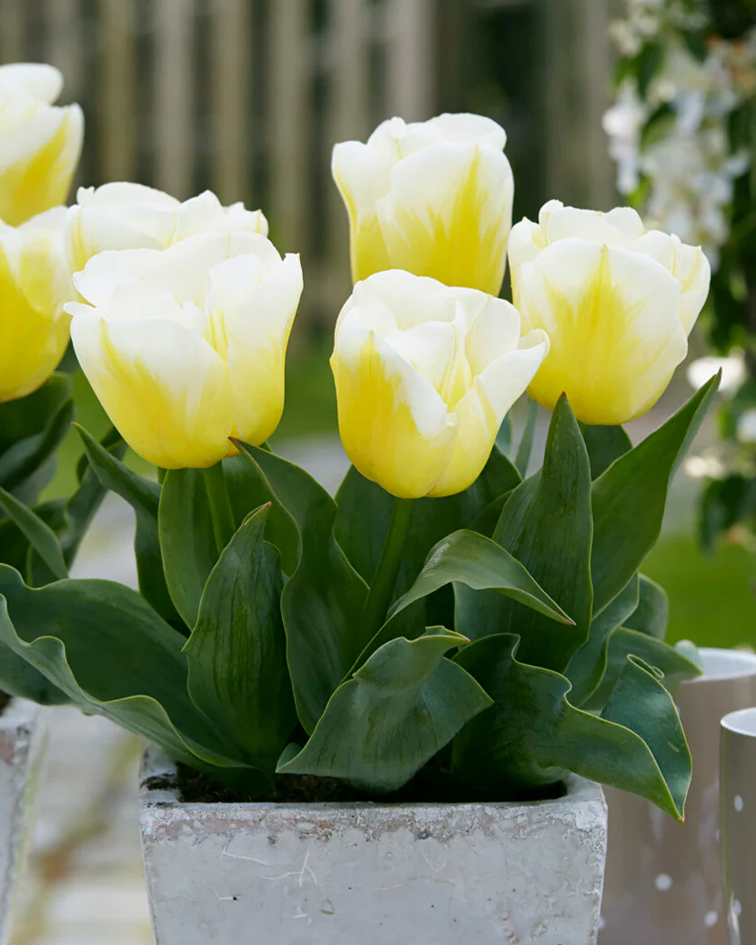 Tulip 'Calgary Flames'