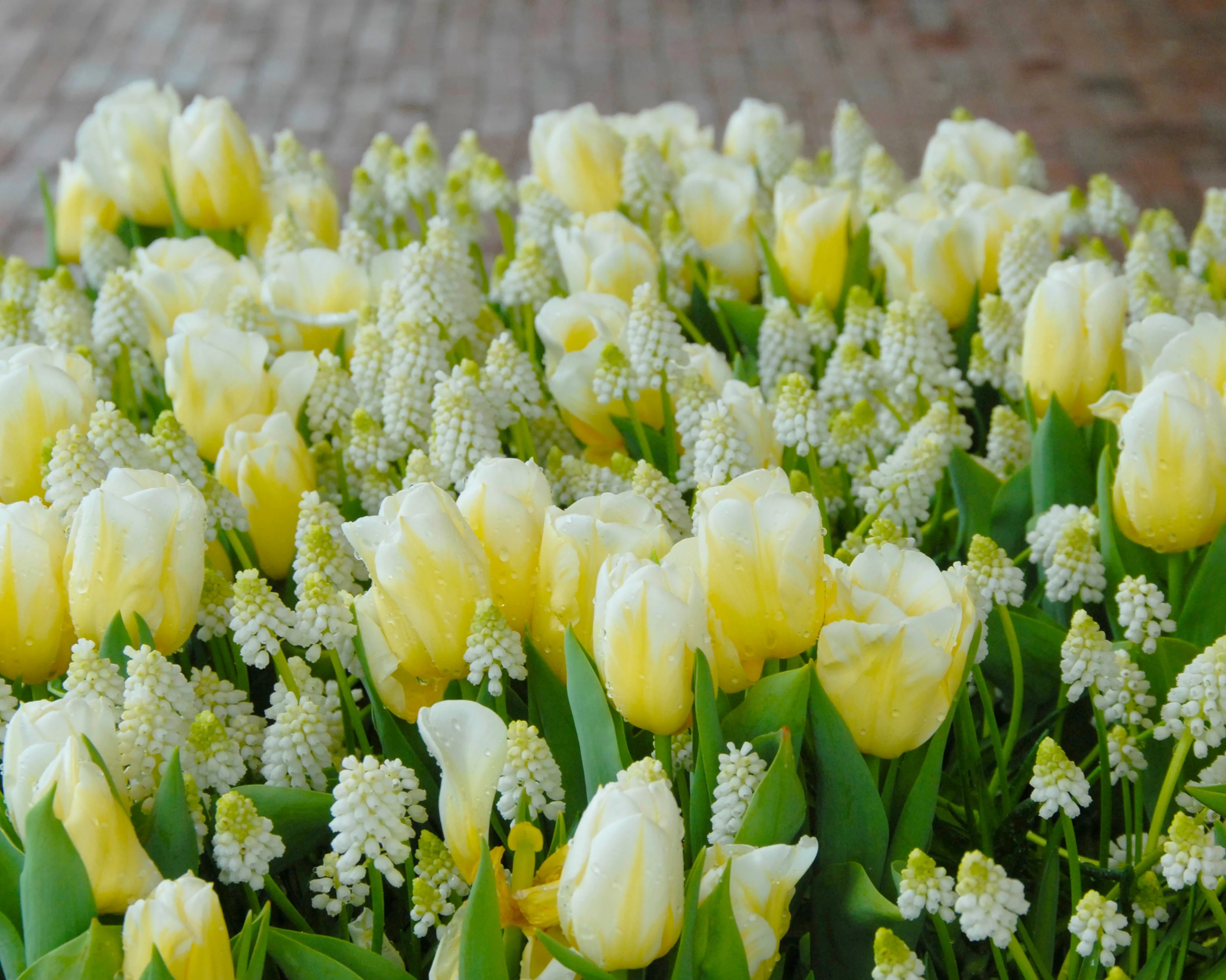 Tulip 'Calgary Flames' - Image 6