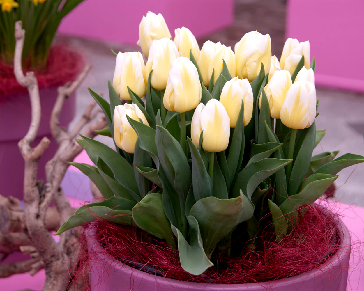 Tulip 'Calgary Flames' - Image 7