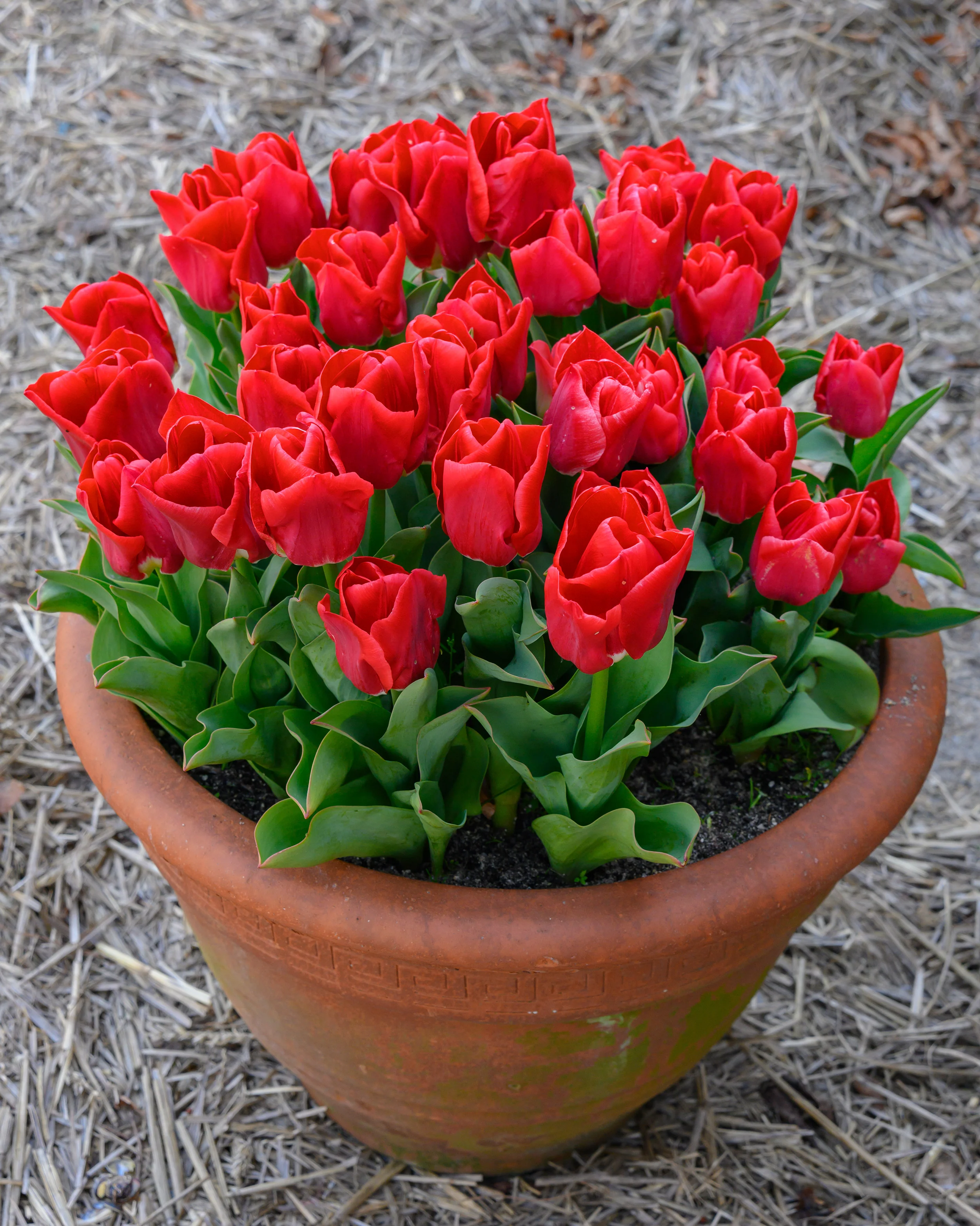 Tulip 'Calgary Red' - Image 5