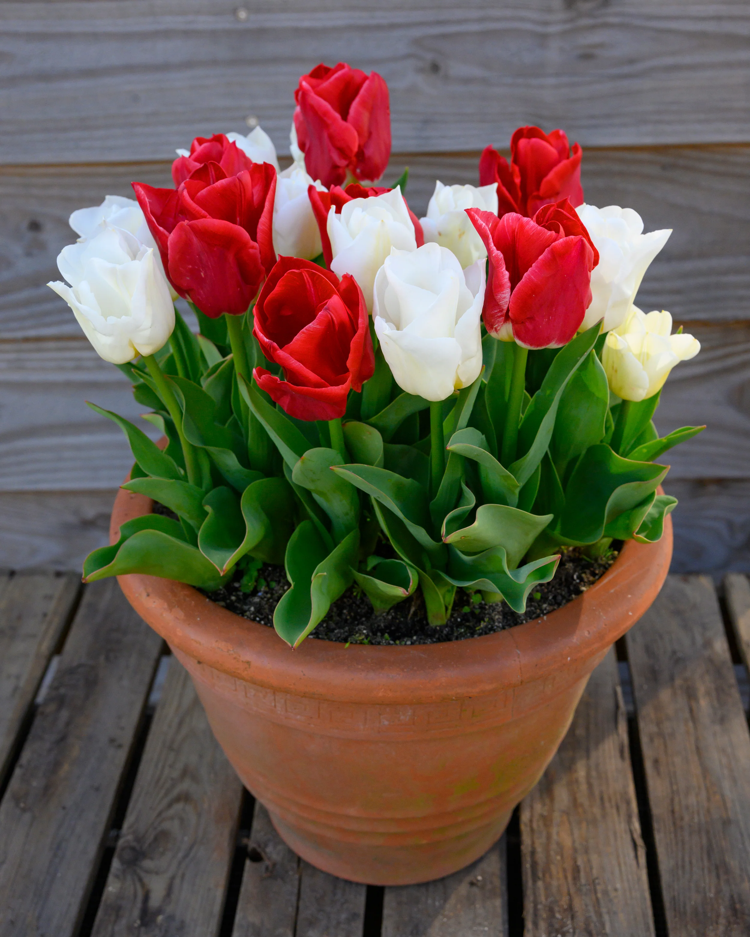 Tulip 'Calgary Red' - Image 6